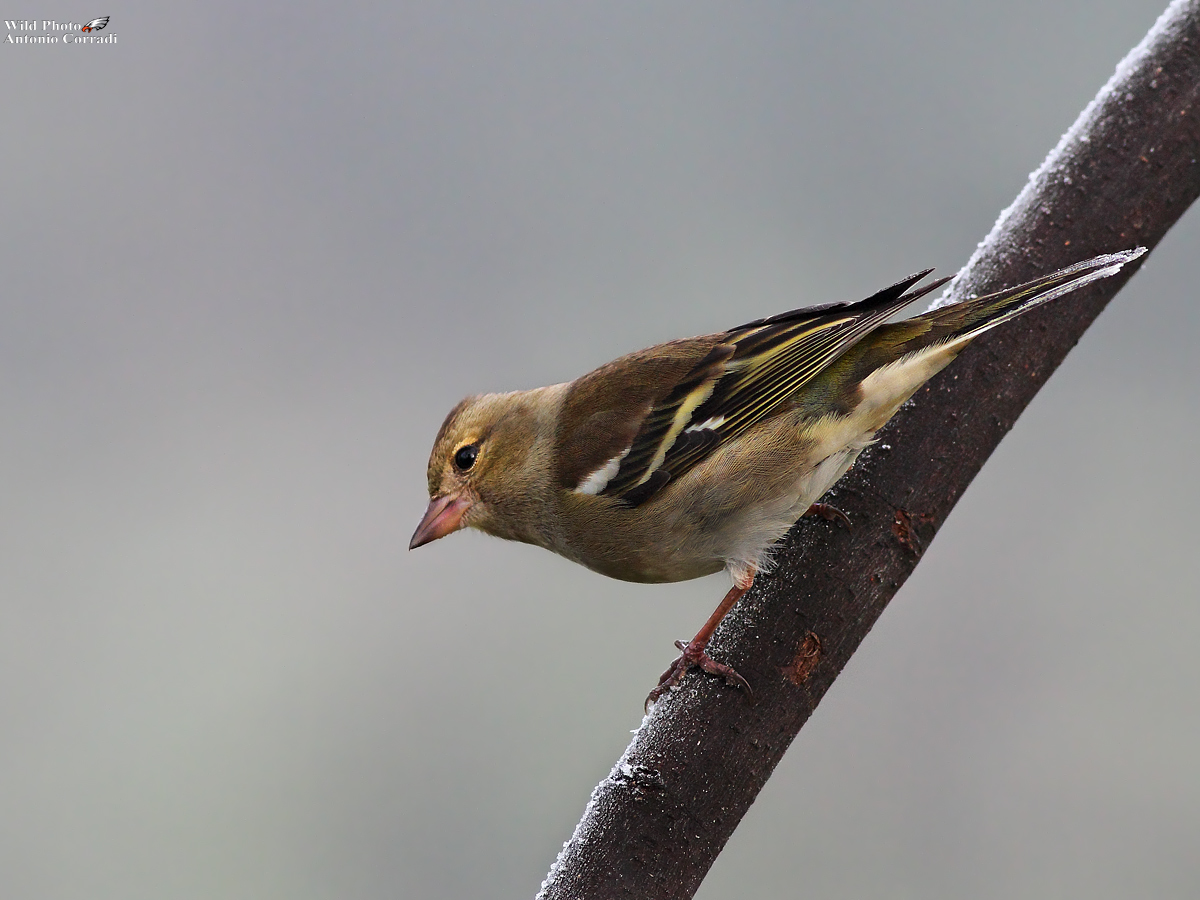 Fringuello nel gelo del mattino
