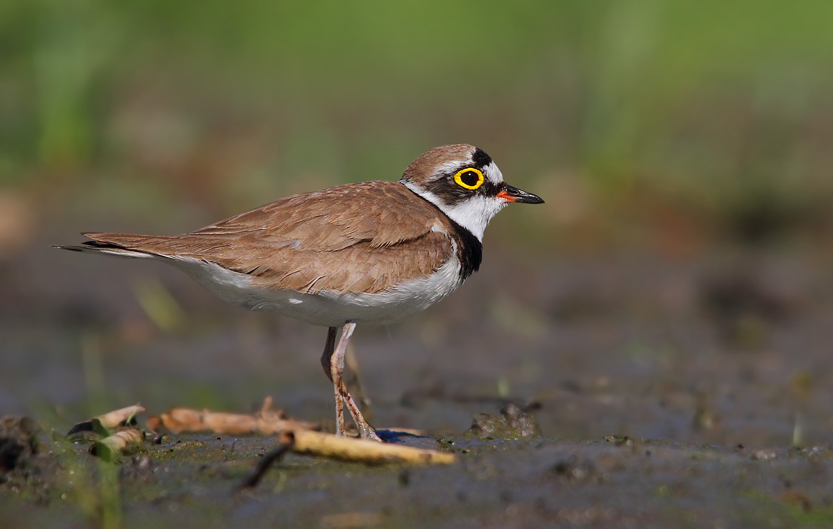 little ringed plover