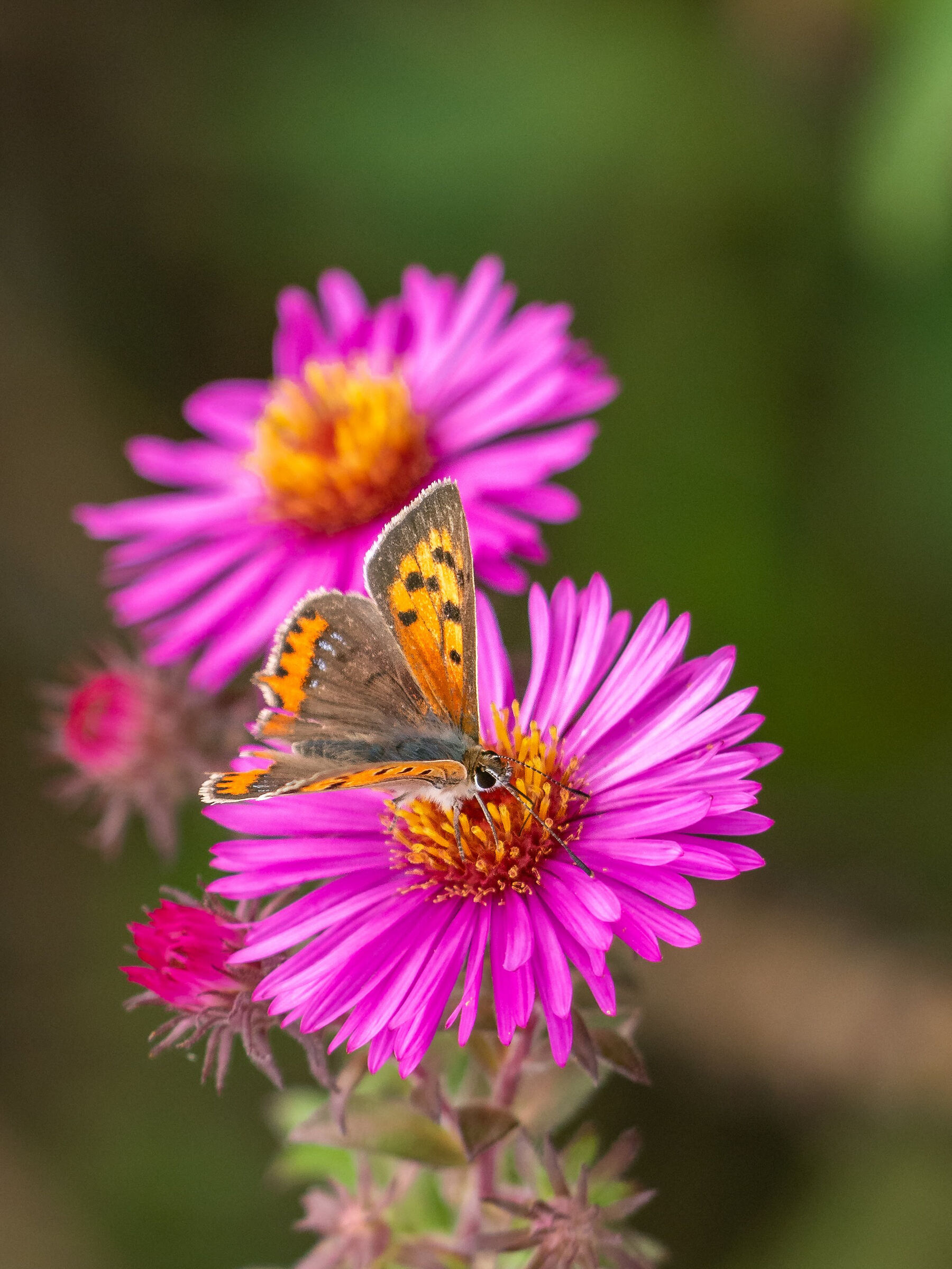 End-of-summer colors