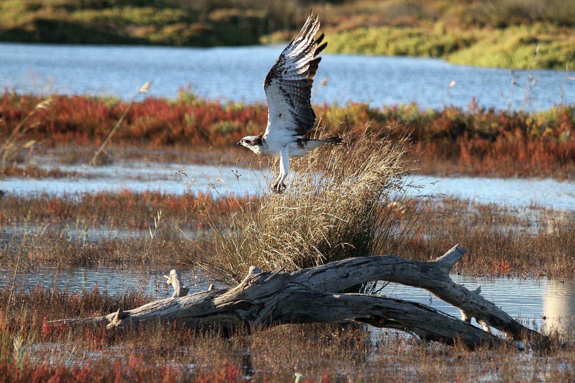 eagle fisherman