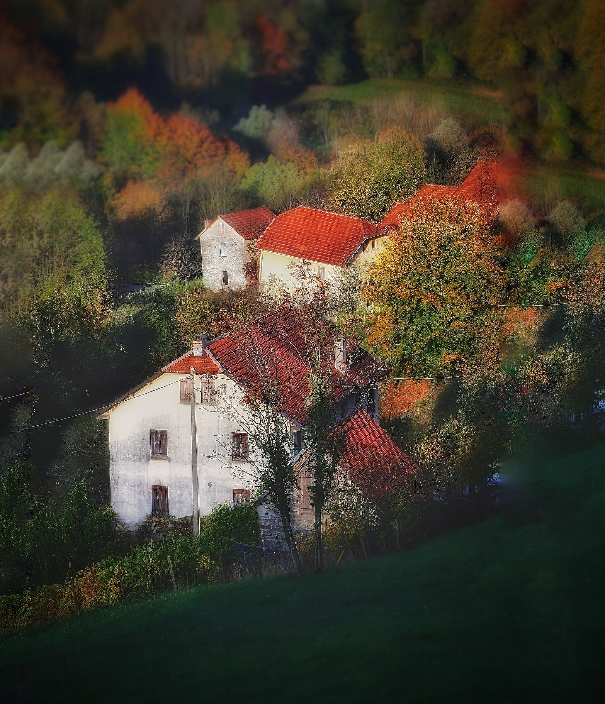 red houses in the red woods