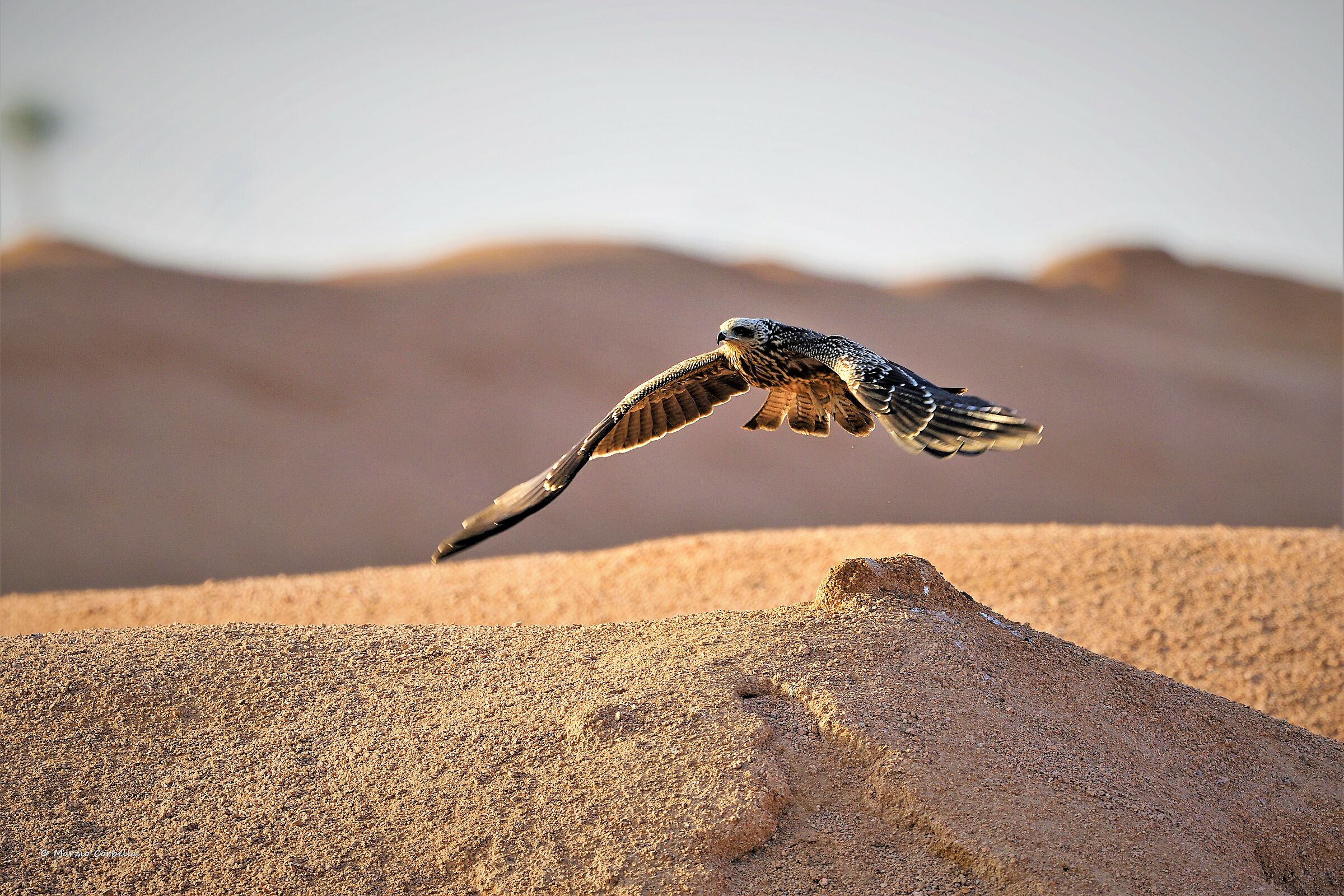 Young brown kite in the desert