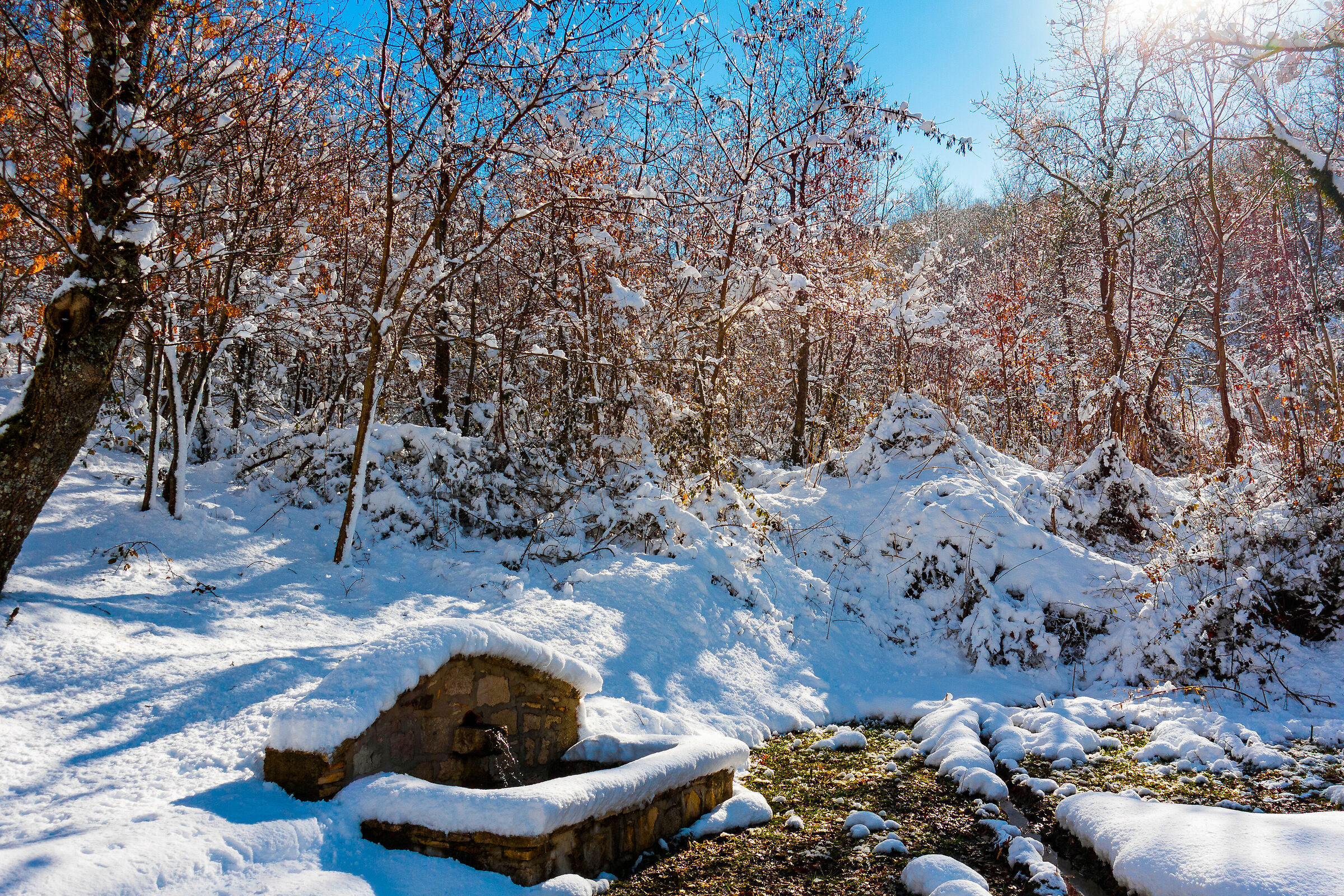 The Forest of San Biase