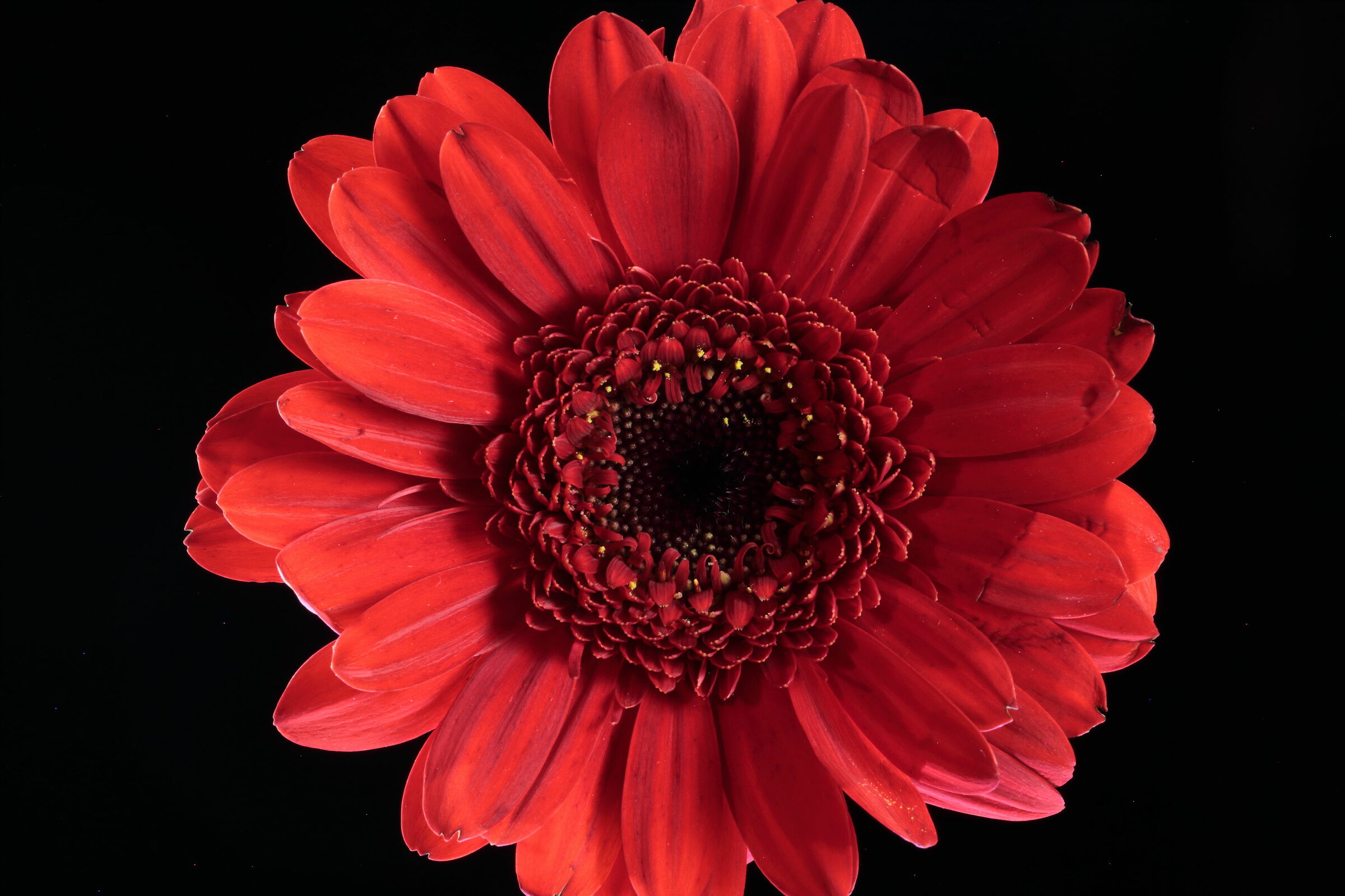 Gerbera 2