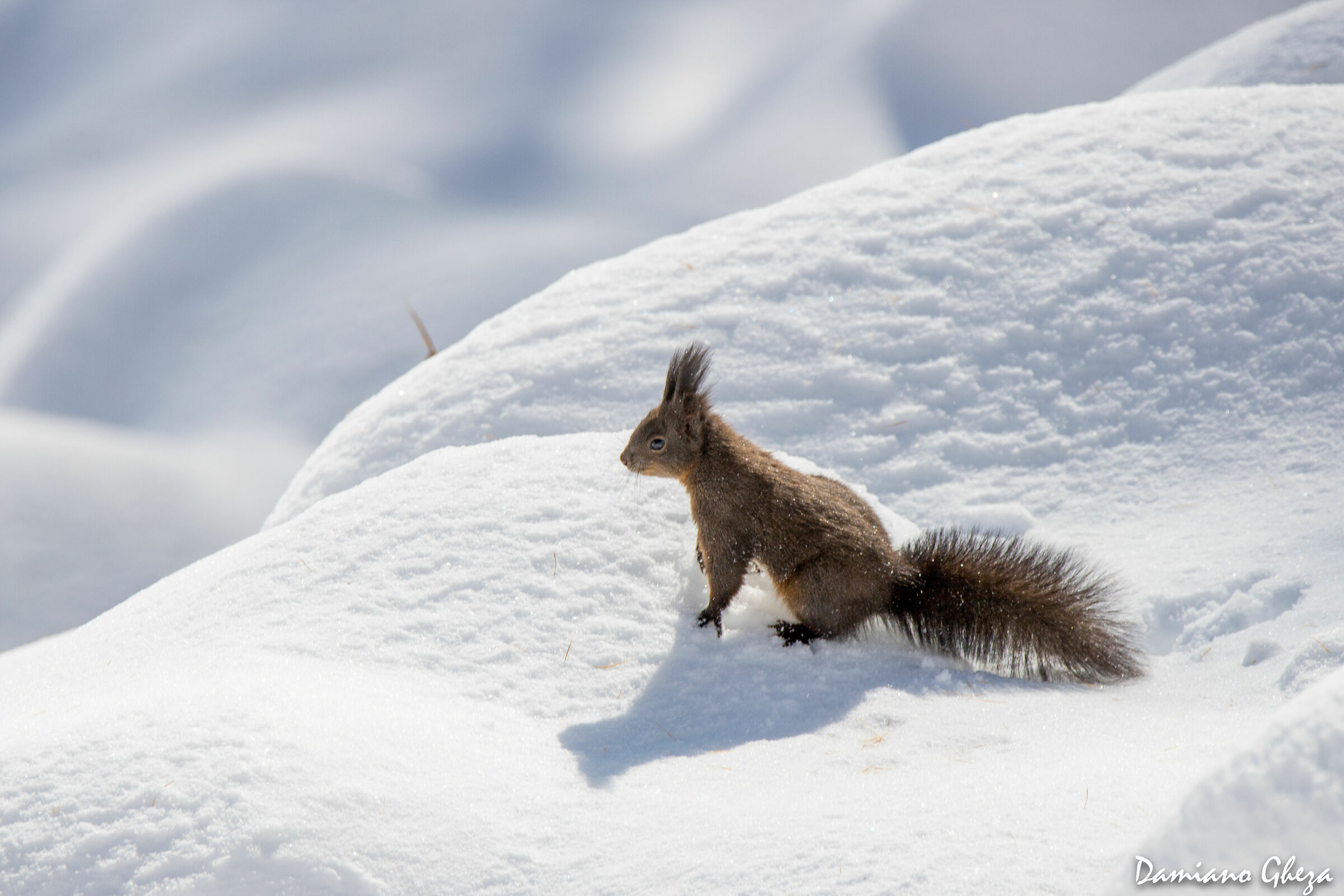 Scoiattolo temerario