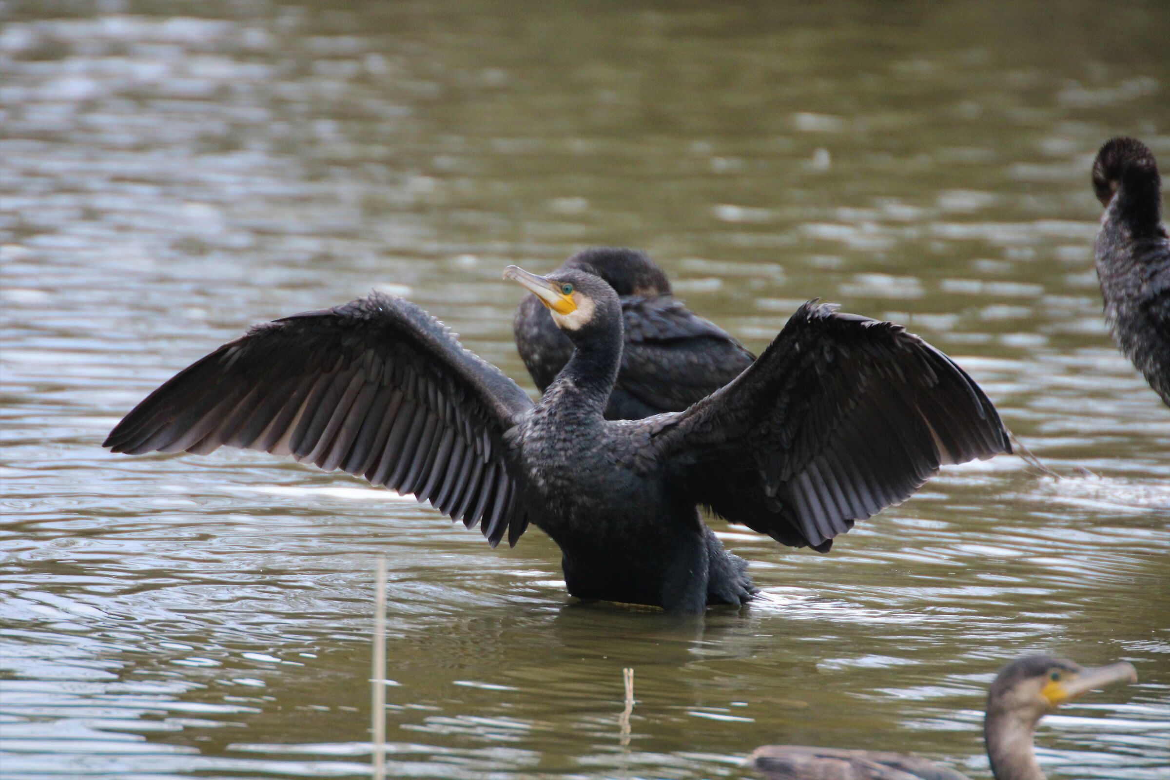 Cormorant