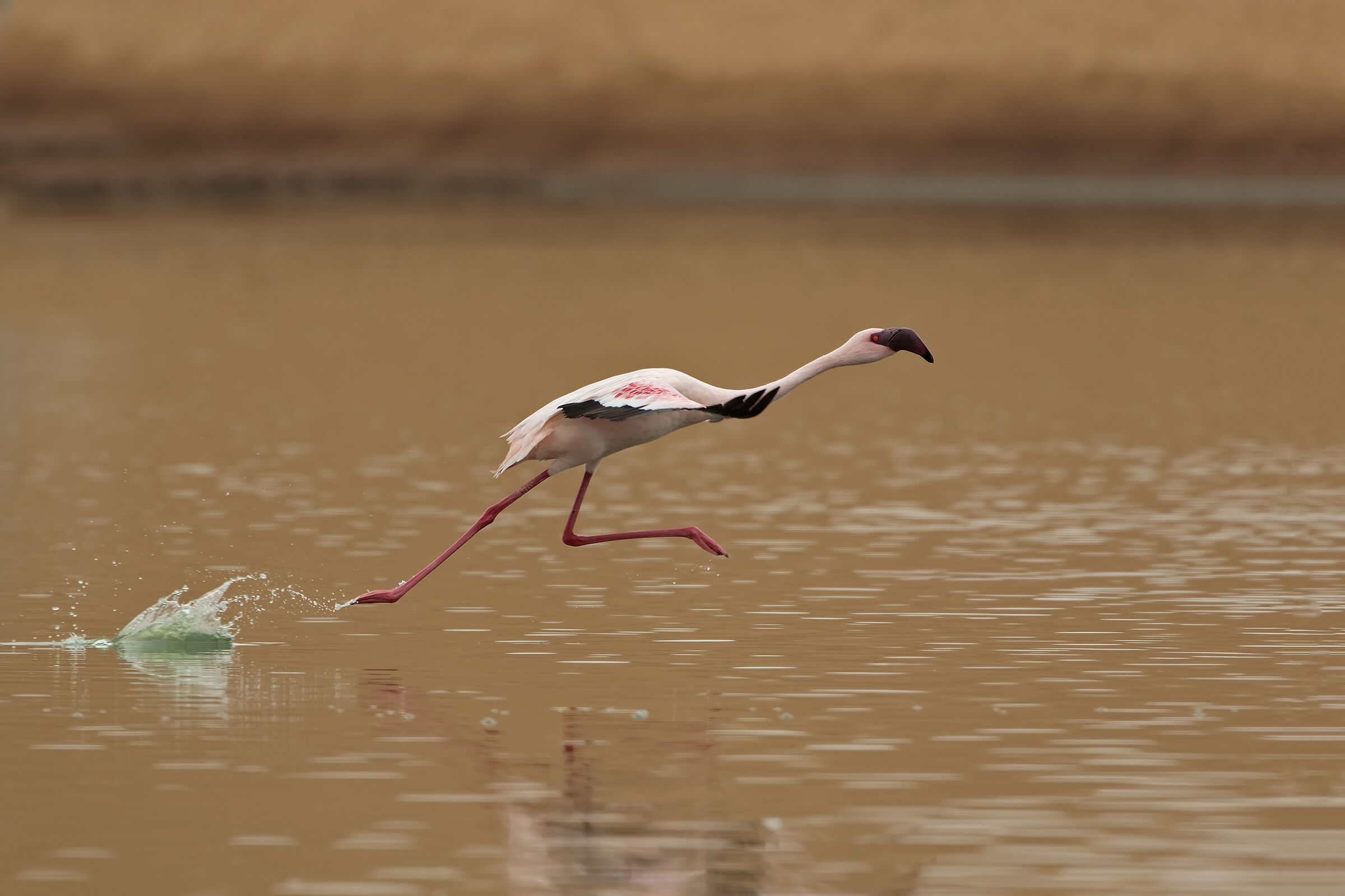Minor flamingo