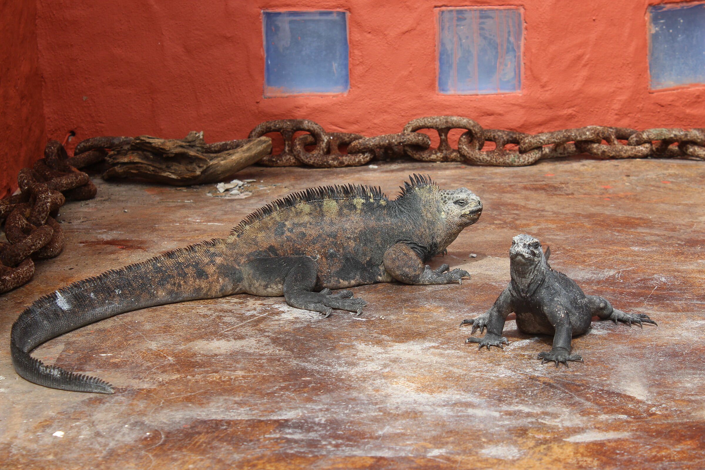 Il "guardiano" del  molo