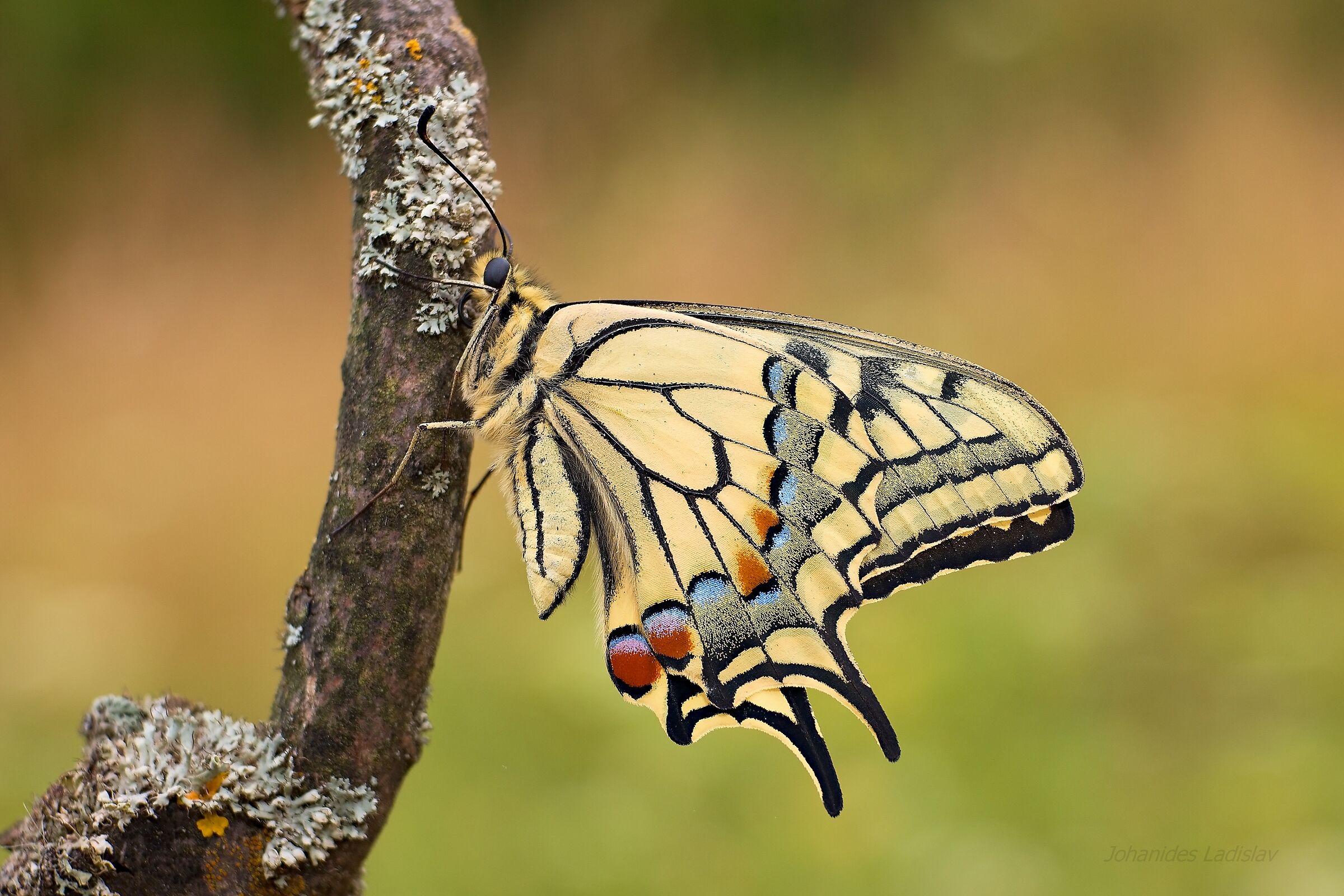 Papilio machaon