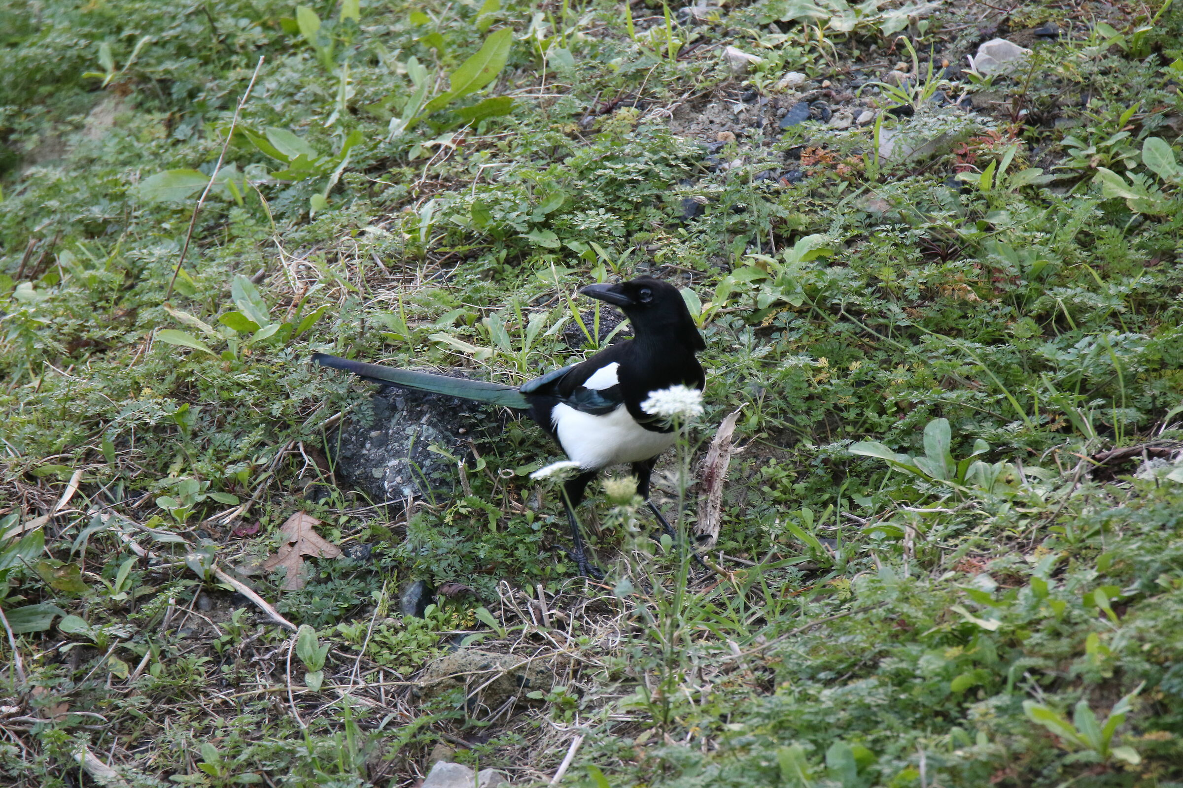 The Magpie Thief