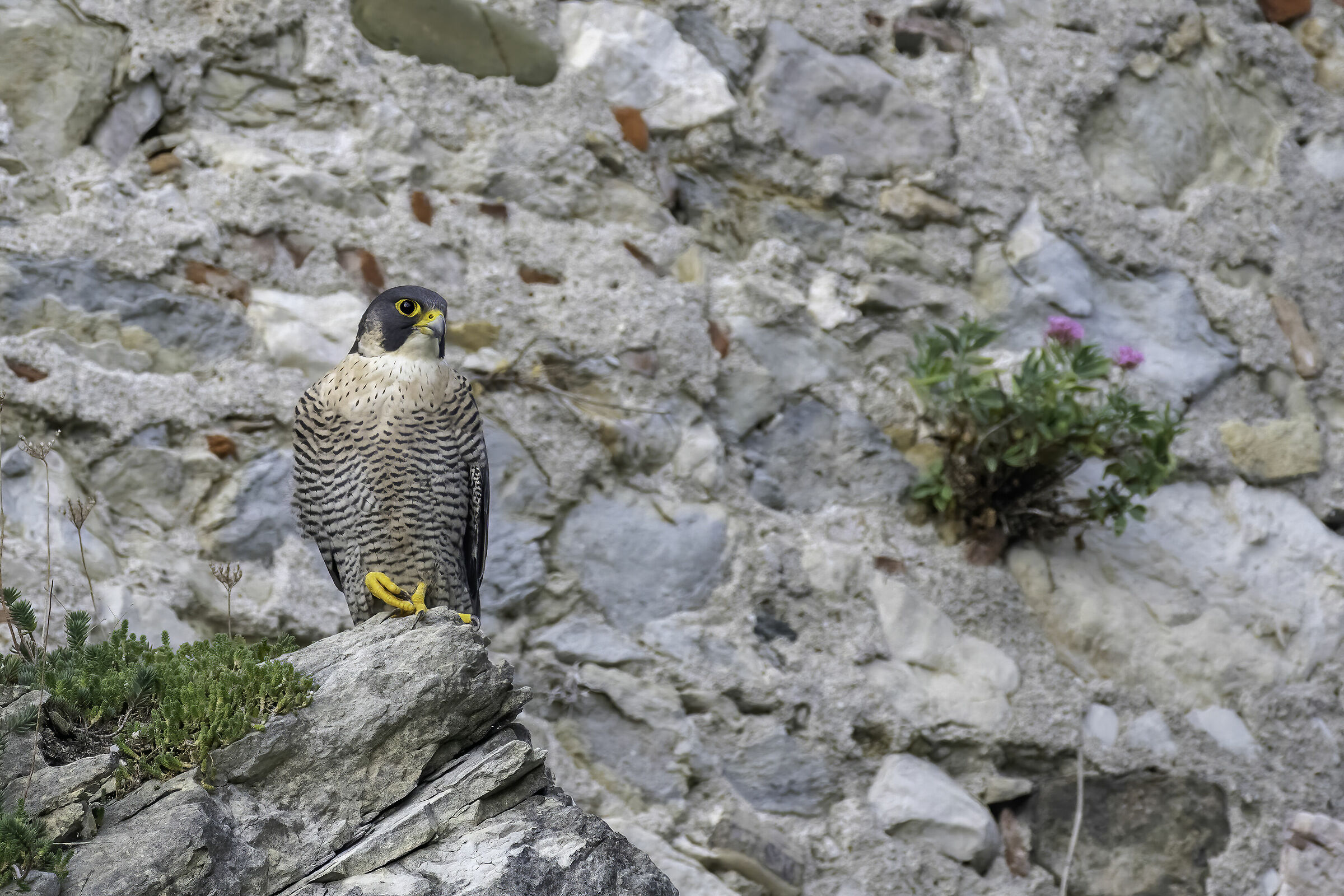 Falco Pellegrino posato