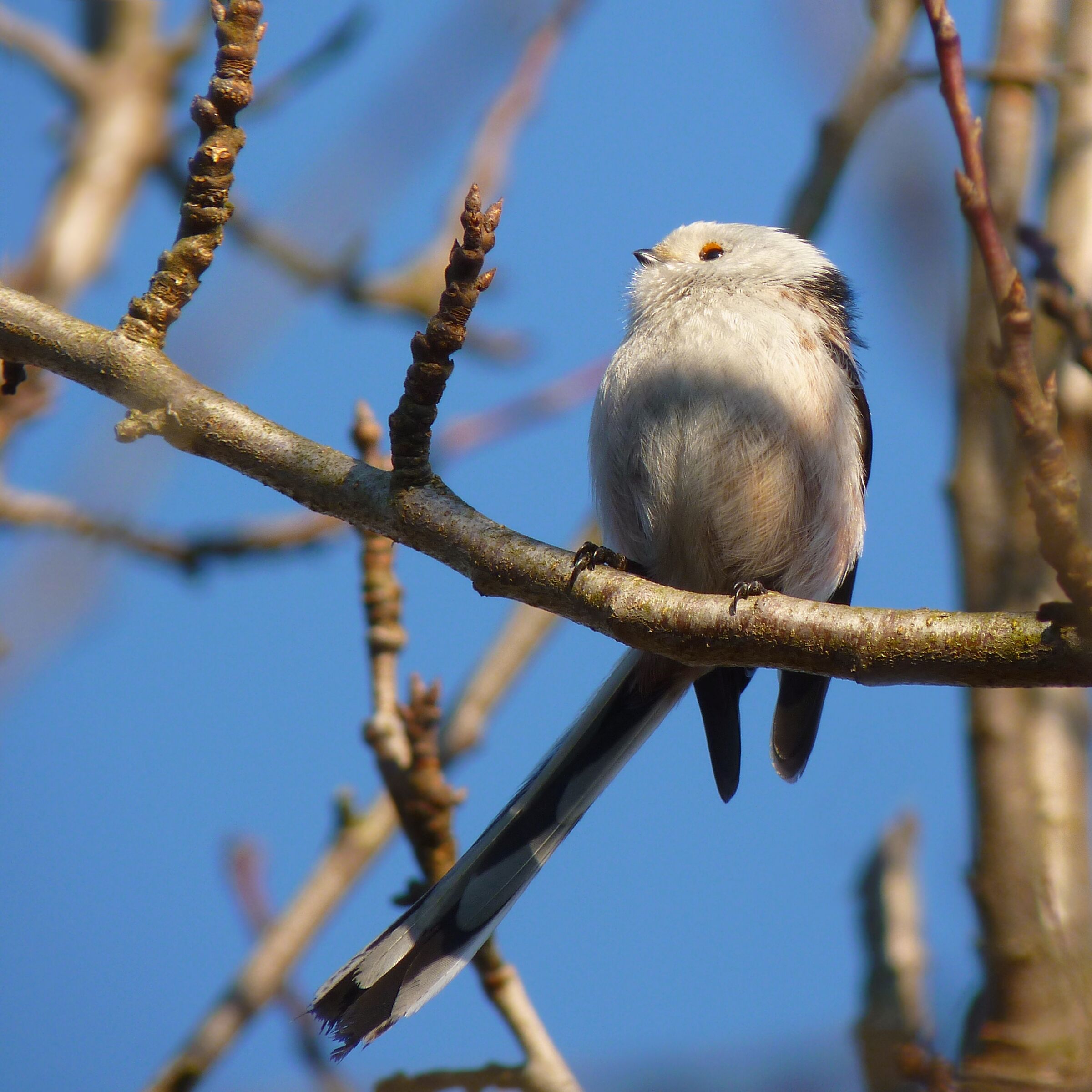 Raniuszek (Aegithalos caudatus)