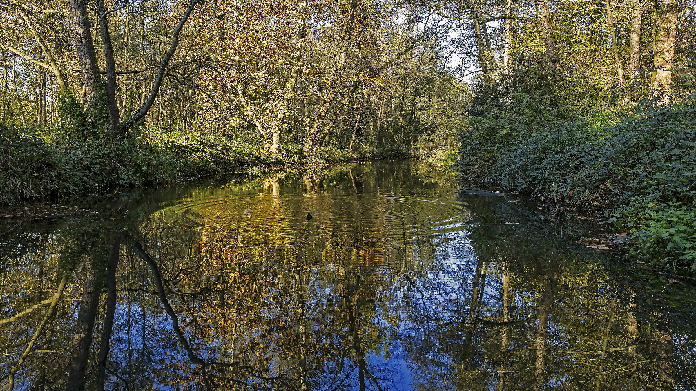 To make circles in the water you do not stay that you