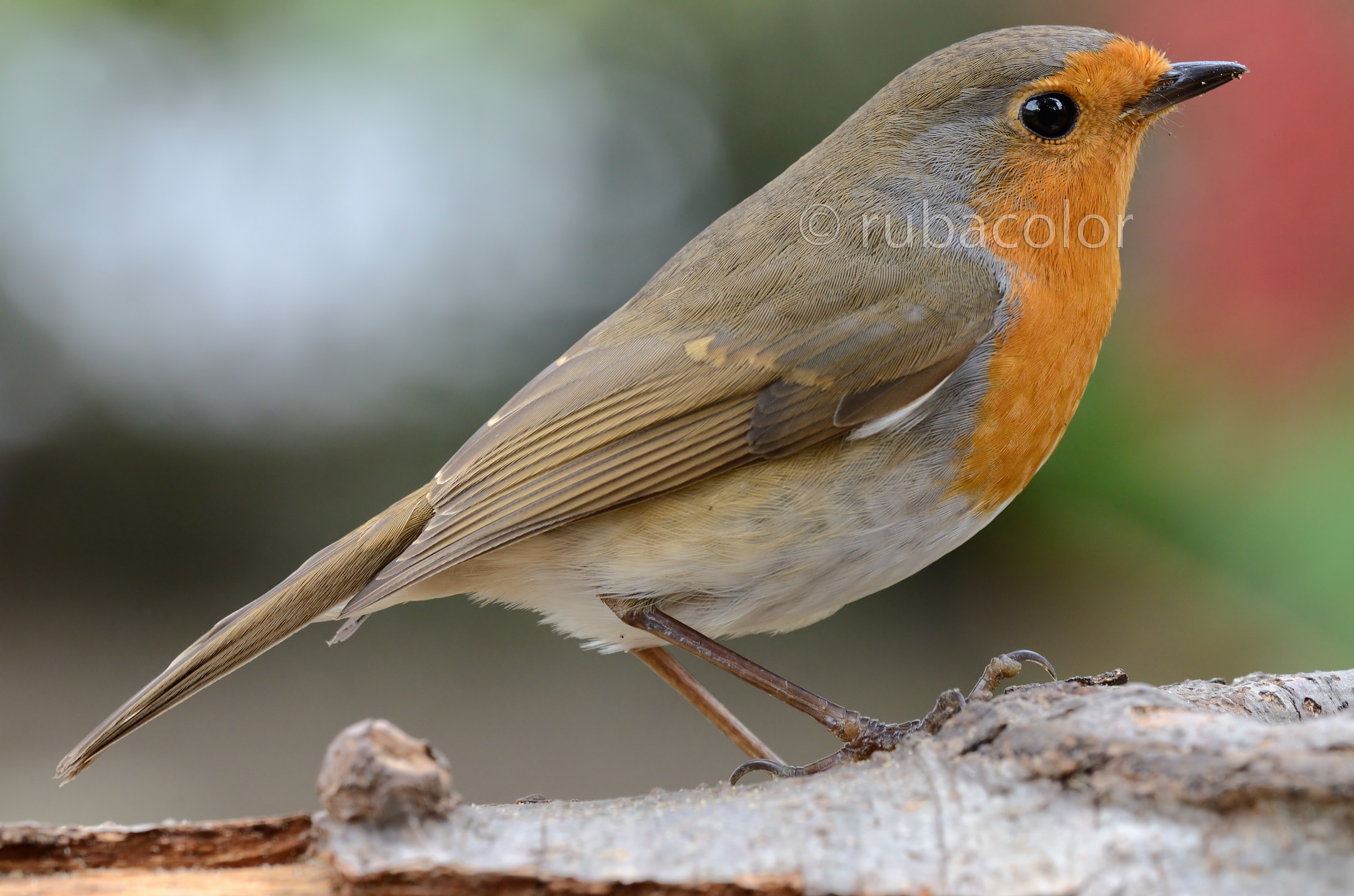 Scansione al pettirosso