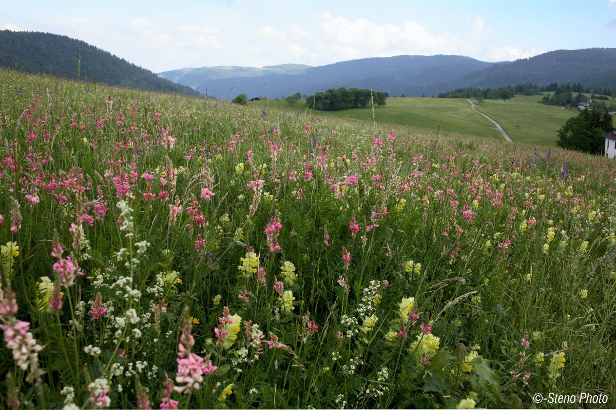 Altipiano del Celado nel mese di maggio