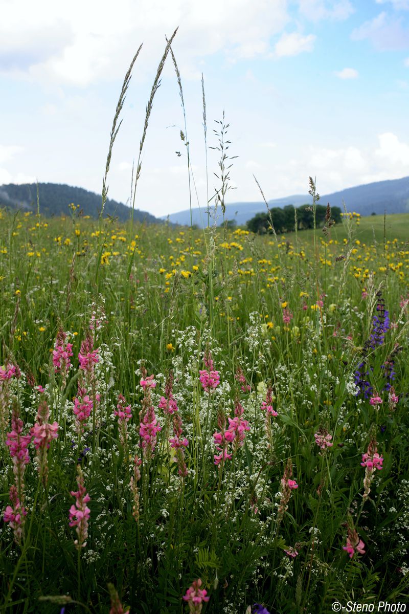 Plateau Celado in May