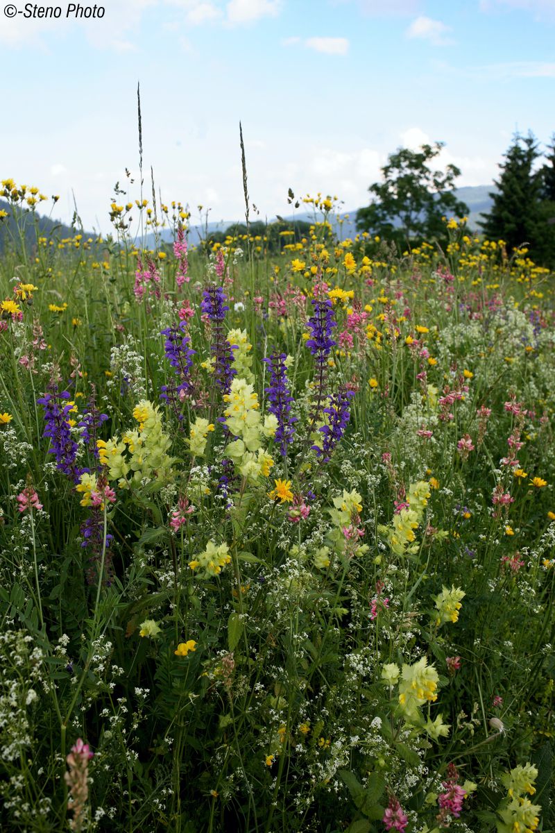 Altipiano del Celado nel mese di maggio