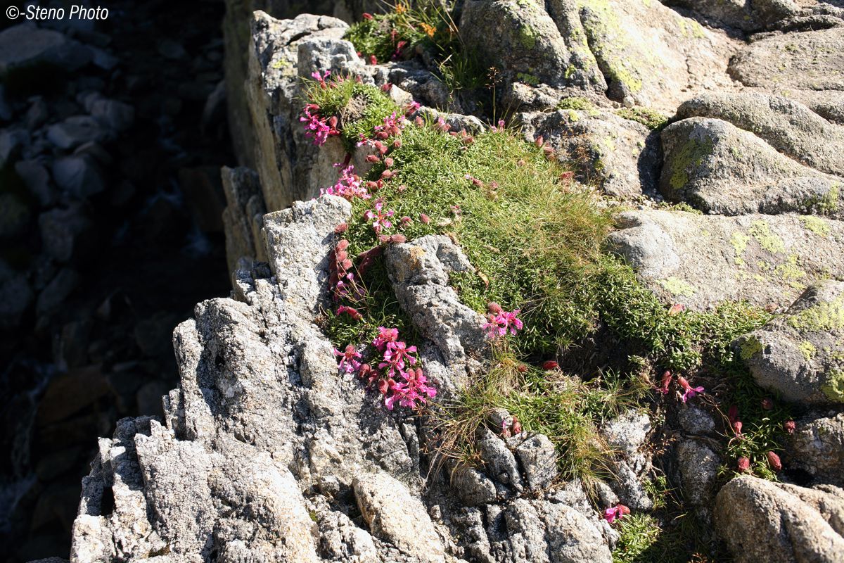 Sui Lastoni salendo al Cimone