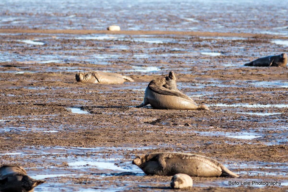 Combattimenti tra maschi