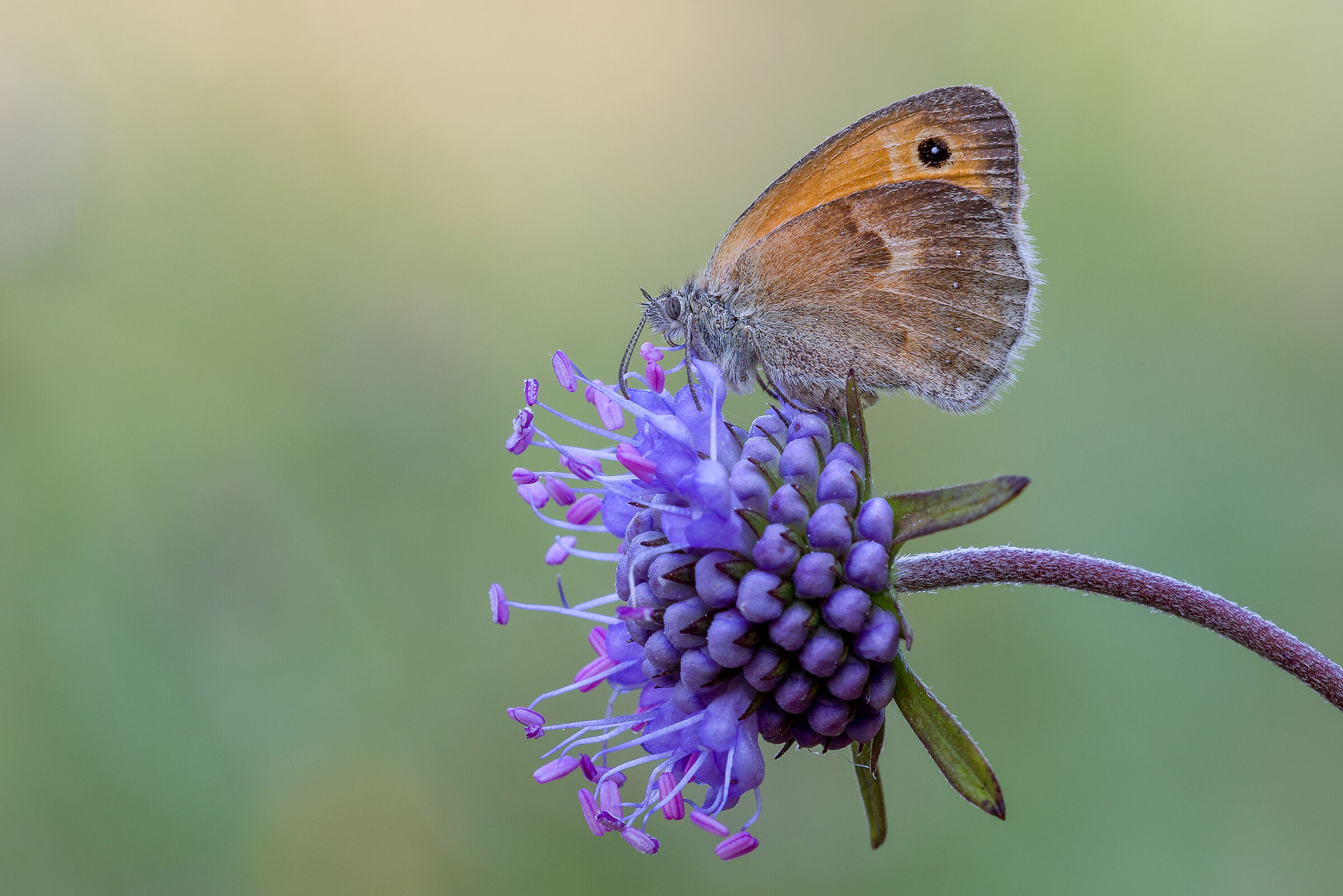 Pamphilus coenonympha