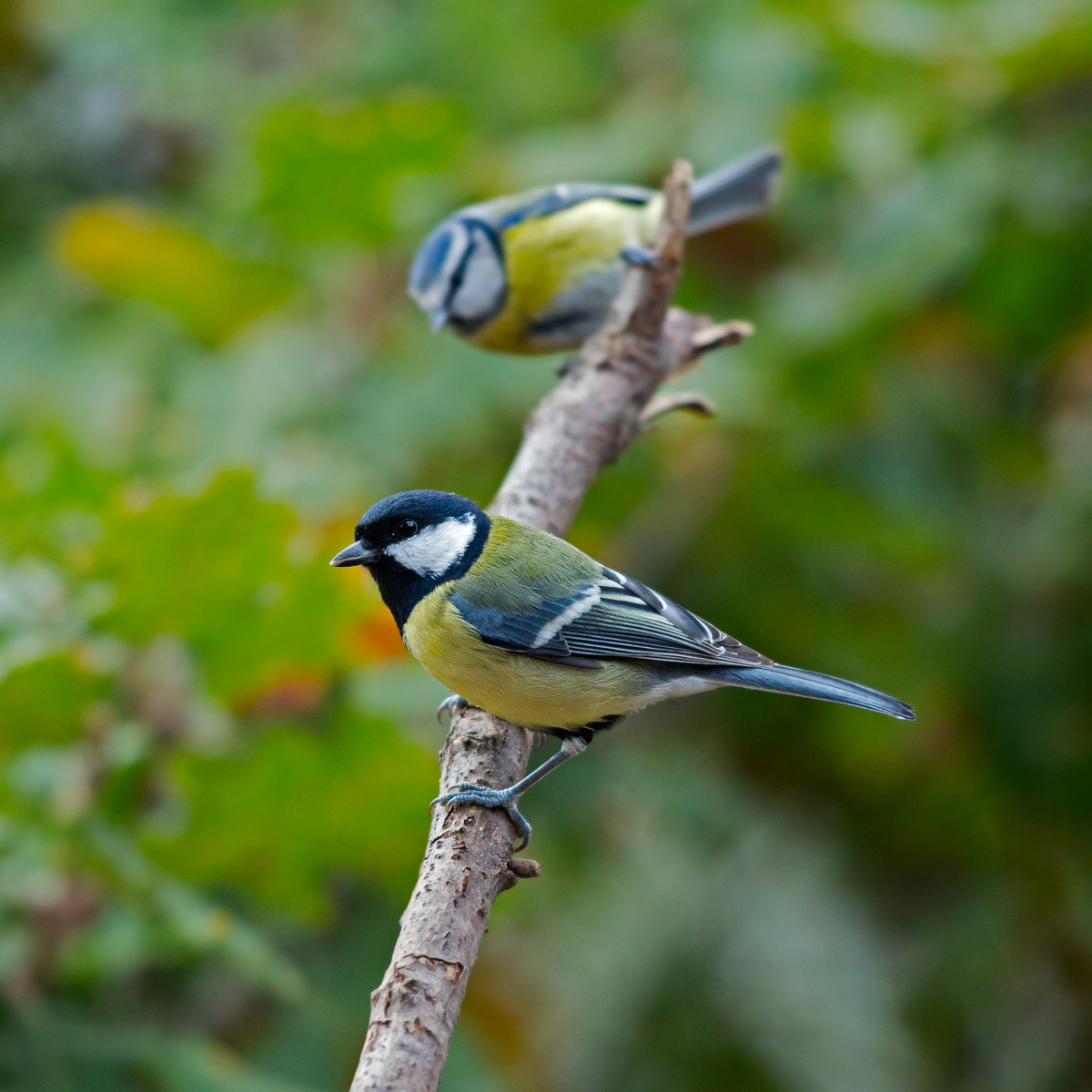 Cinciallegra - Parus major