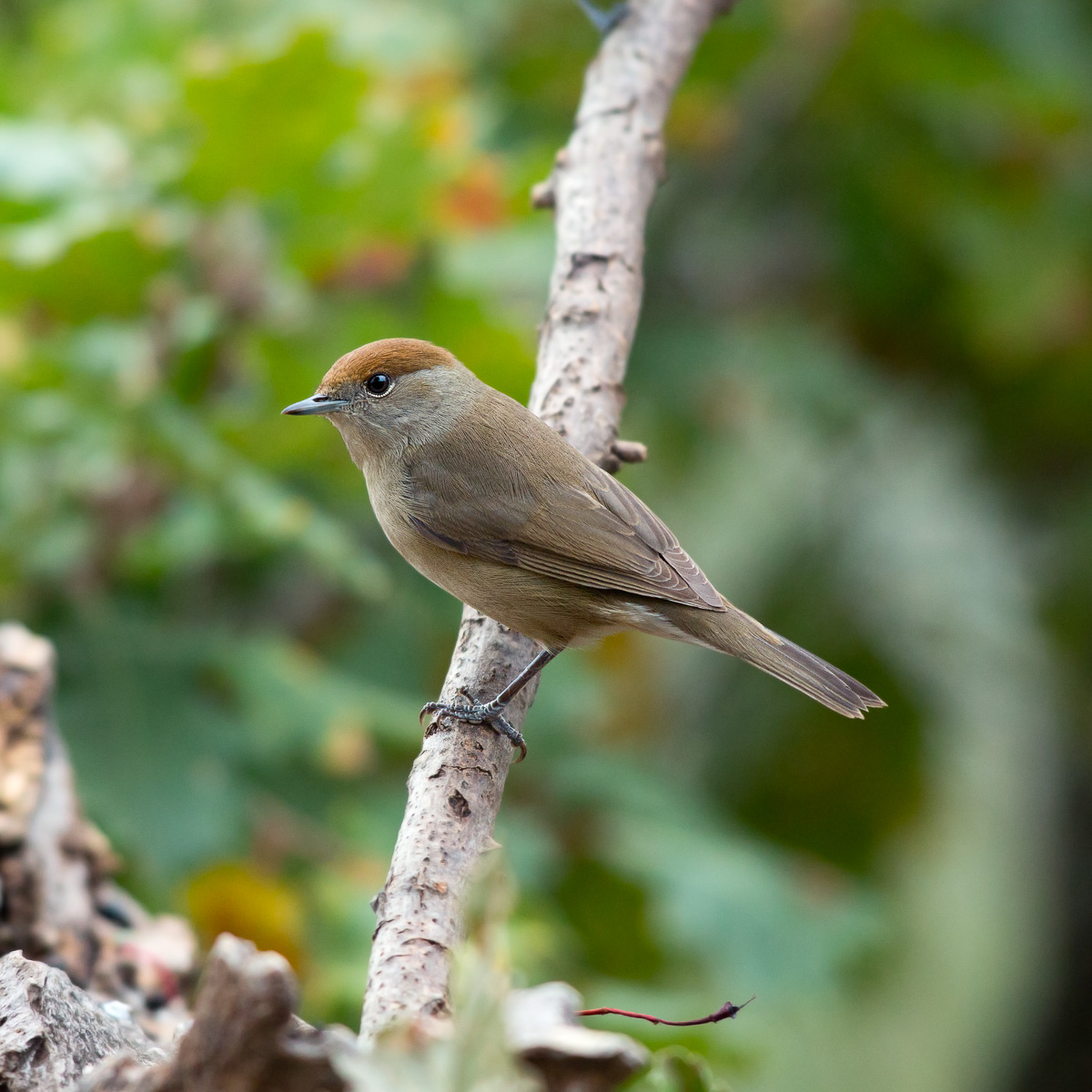 Capinera - Sylvia atricapilla