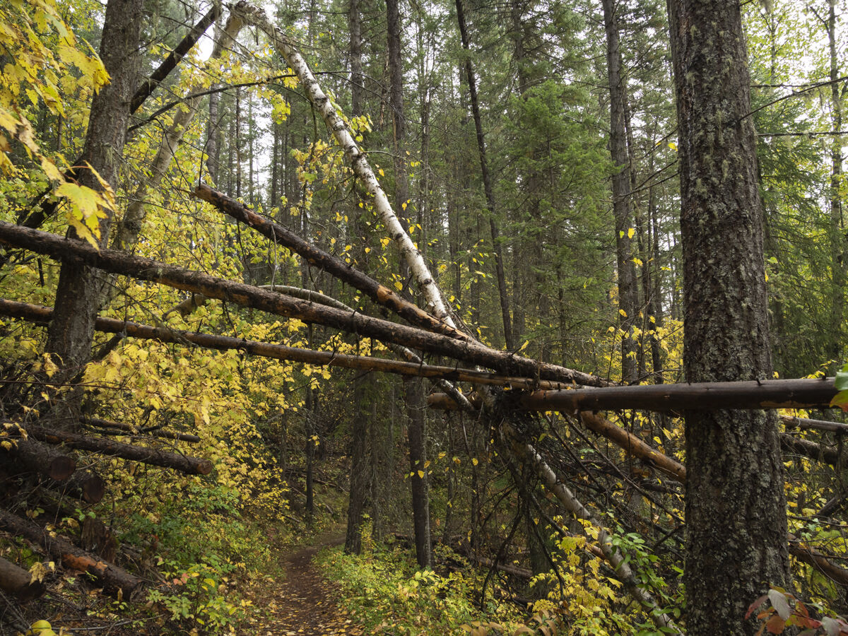 " Mikado "  Rocky Mountain Canada