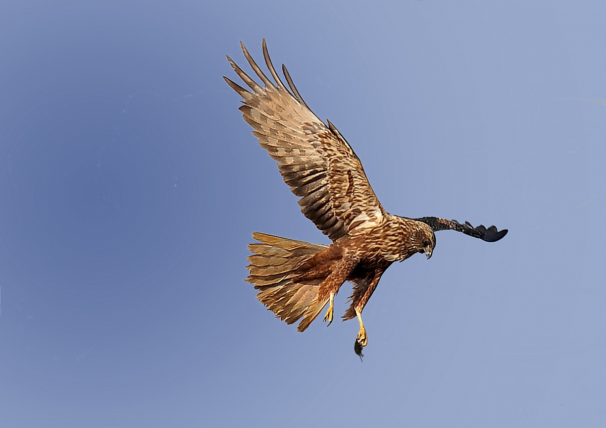 Marsh Harrier