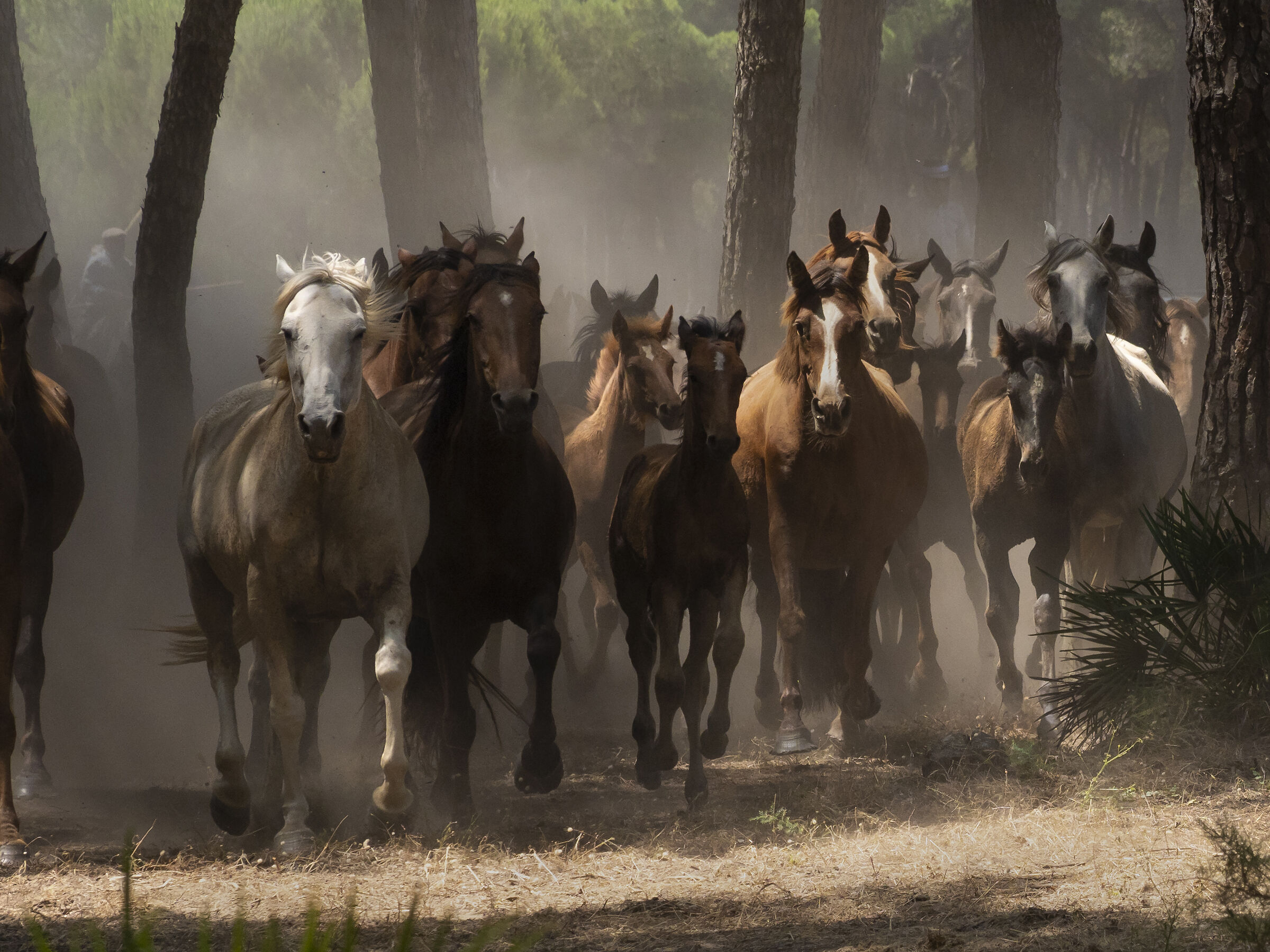 Caballos Andaluces Huelva