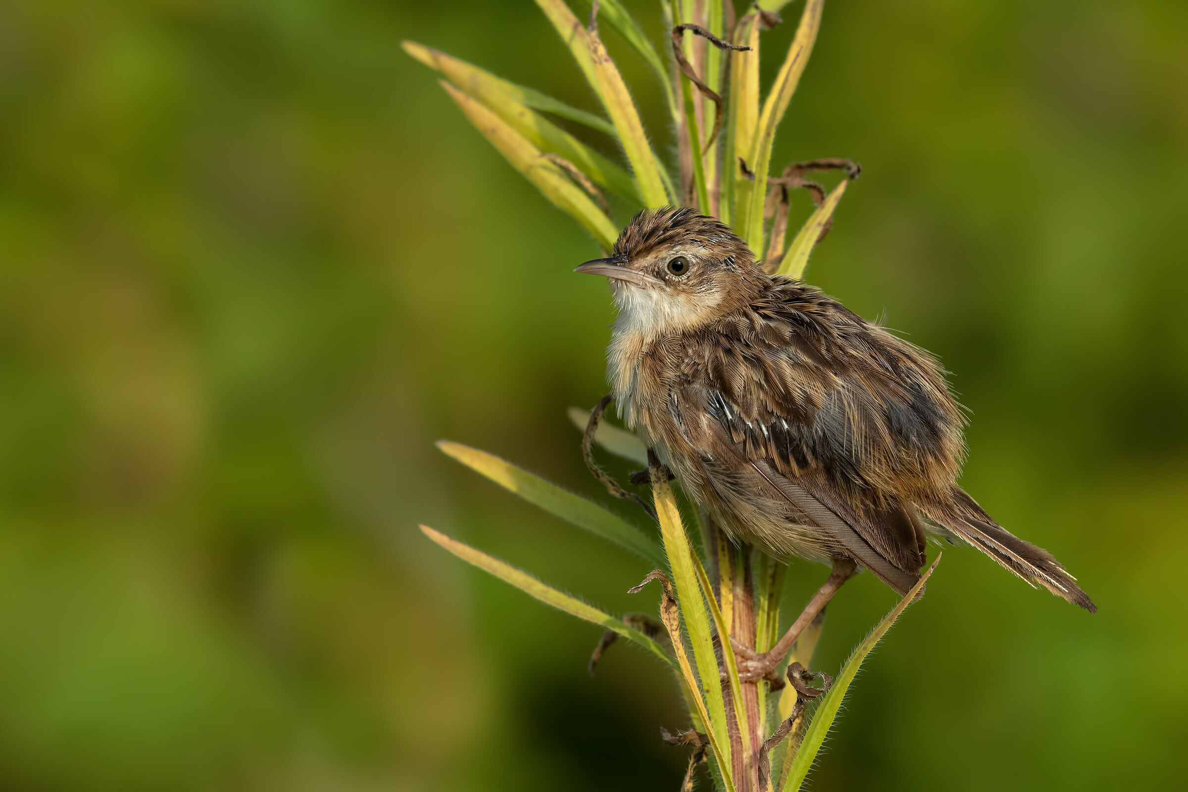 Beccamoschino (j) 5k