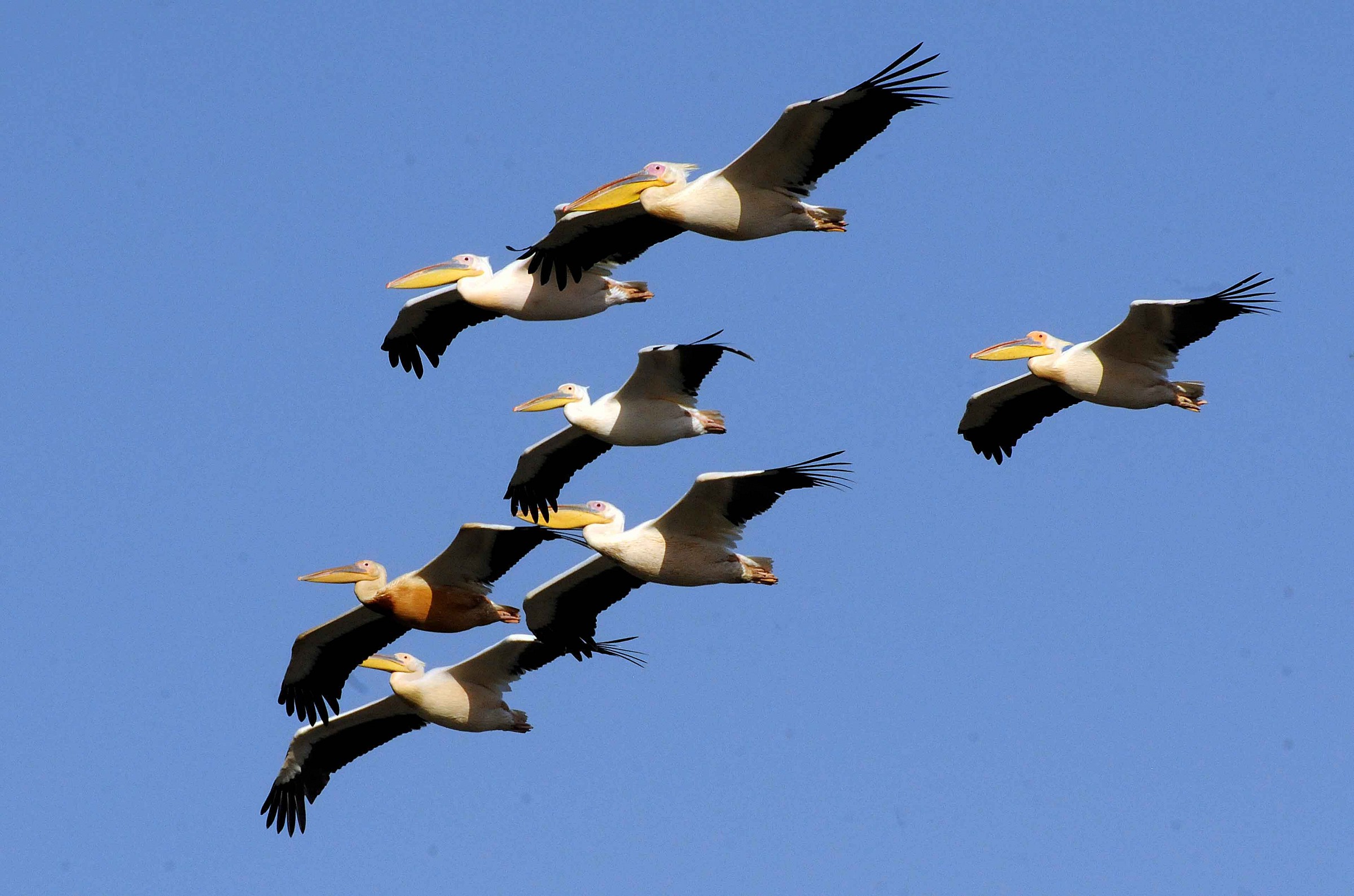 Pellicano bianco - Pelecanus onocrotalus