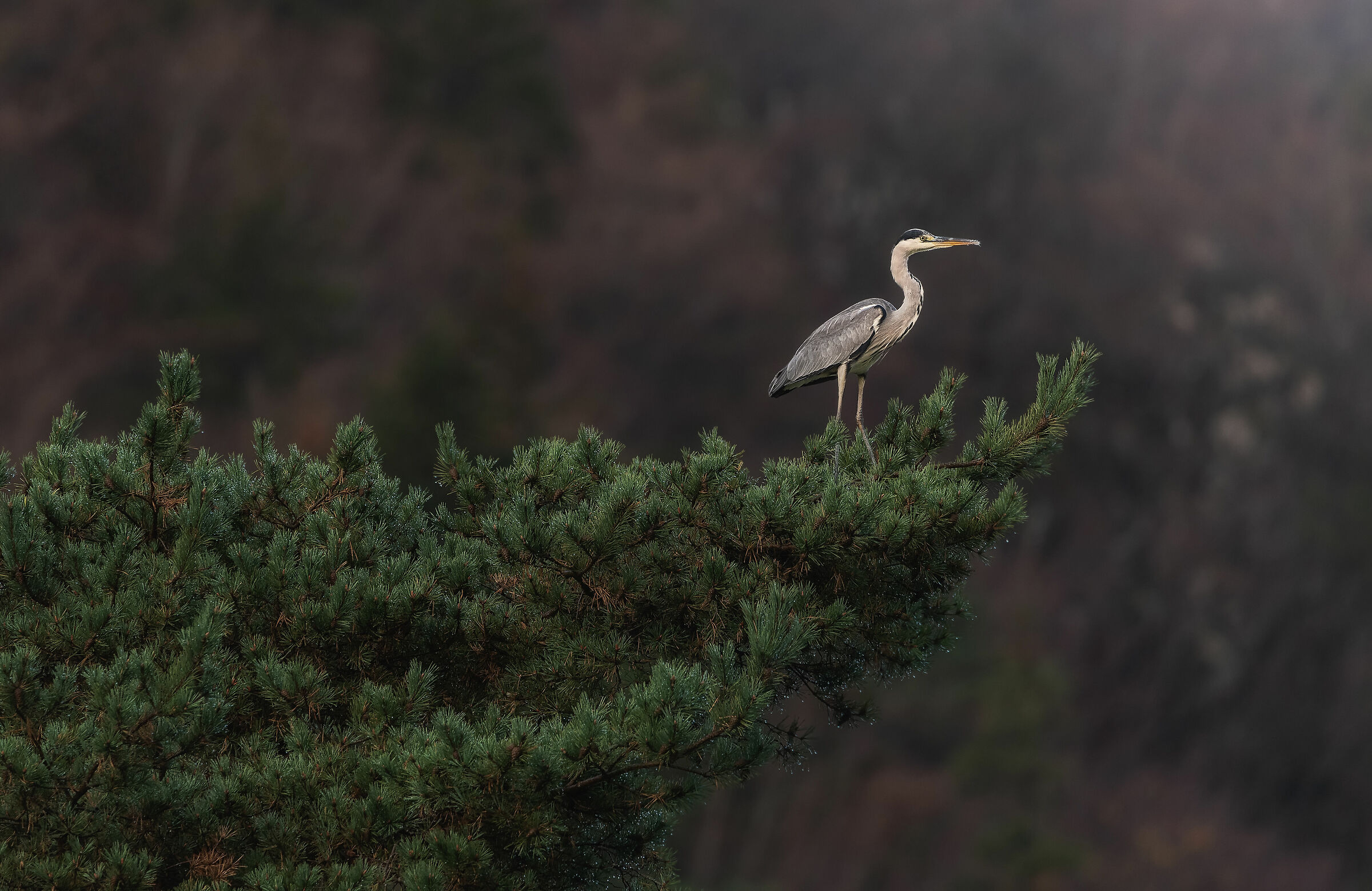 Heron