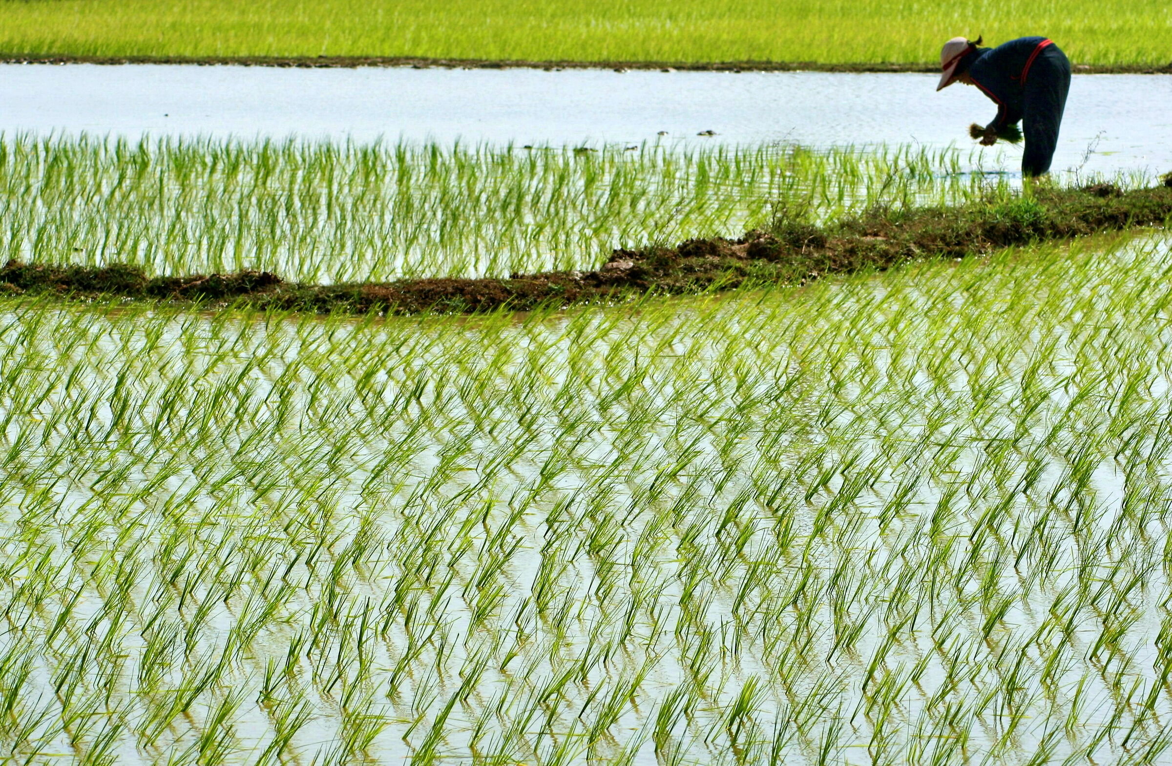 green carpet - Vietnam