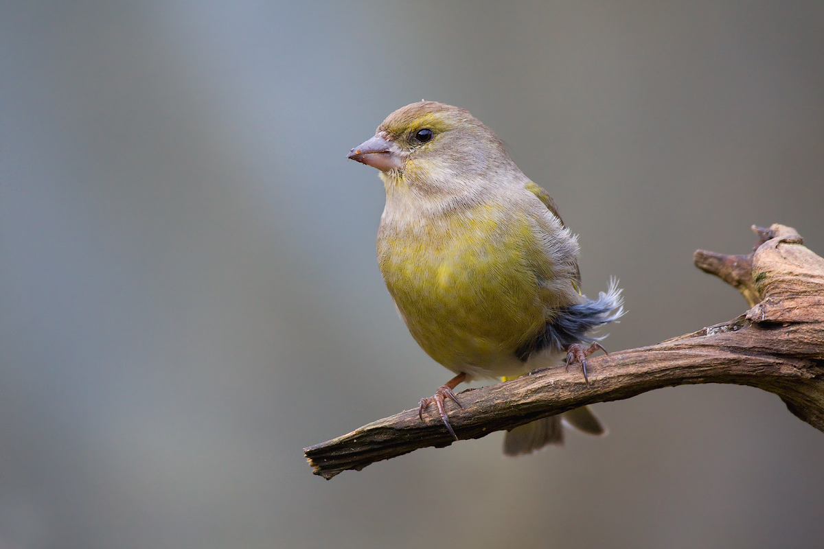 My first greenfinch