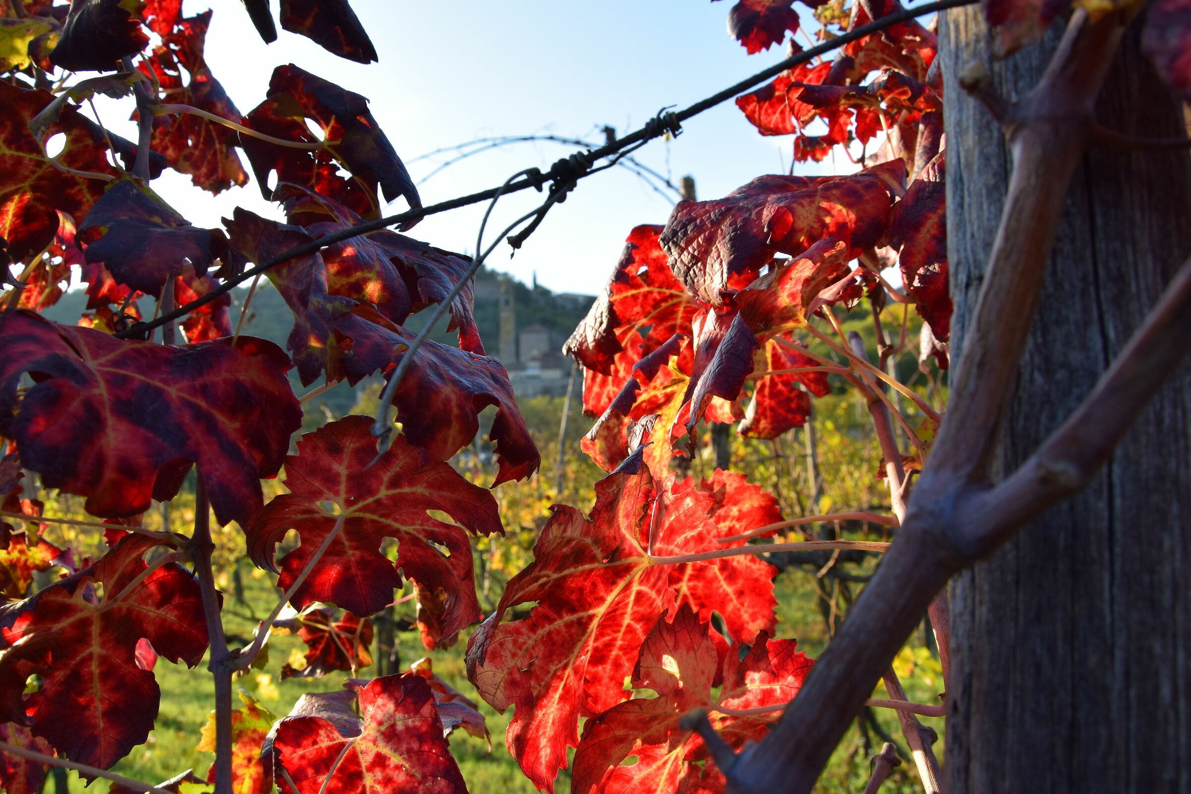 Autunno ad Arquà Petrarca