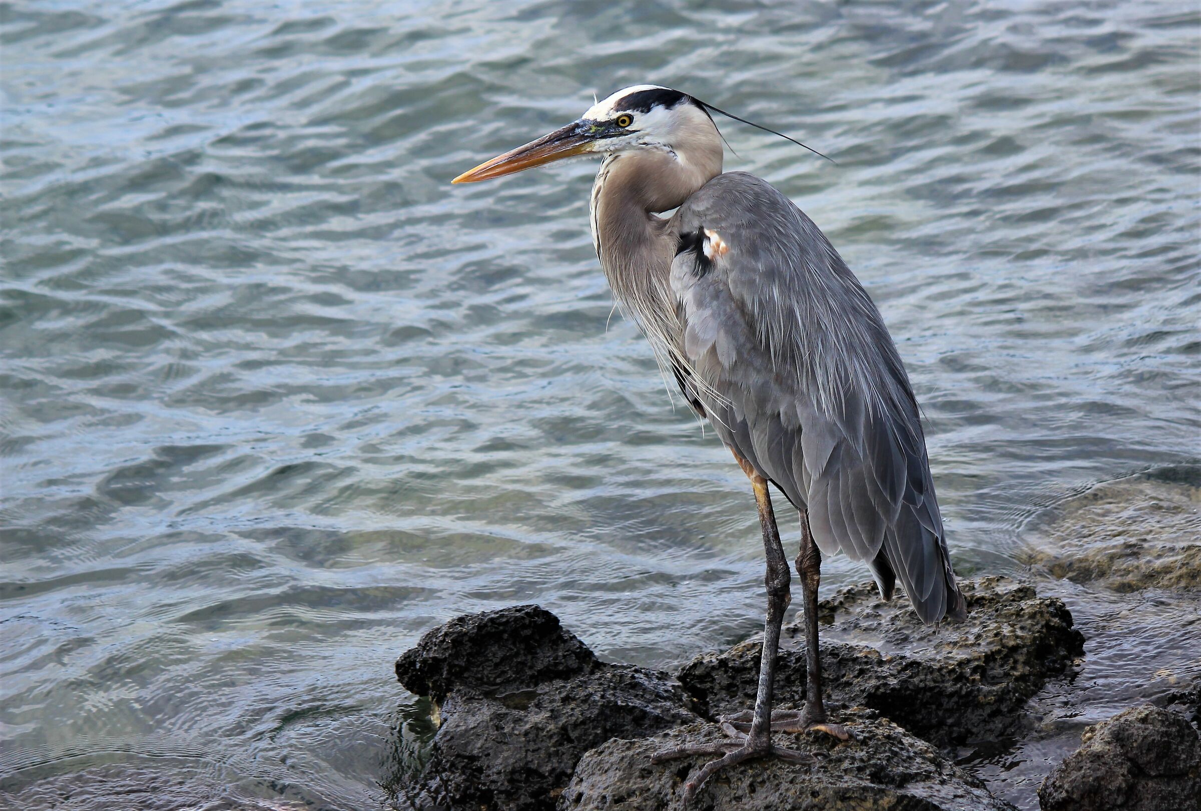 Il grande Blu- Ardea herodias