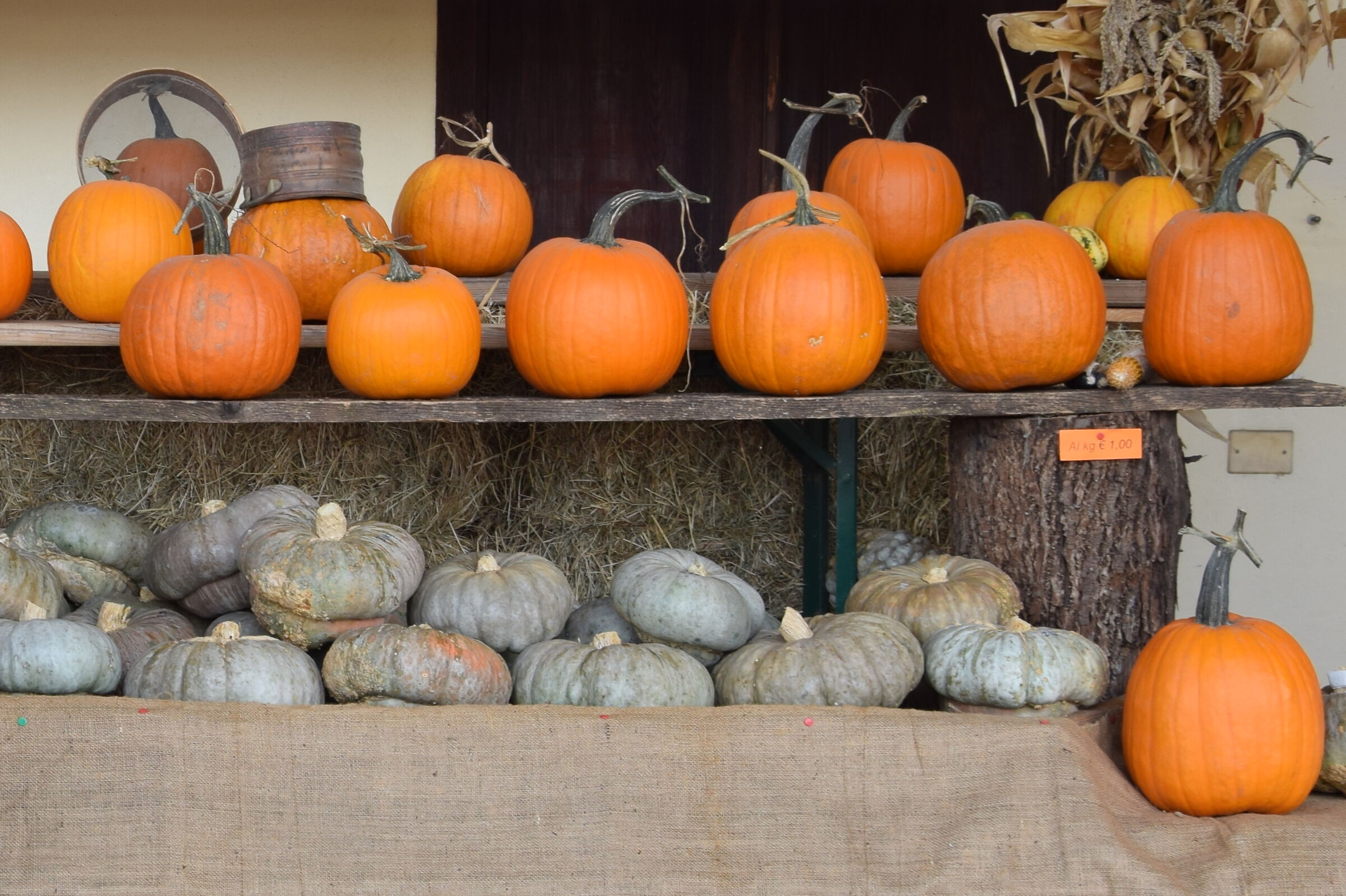 Zucche in esposizione