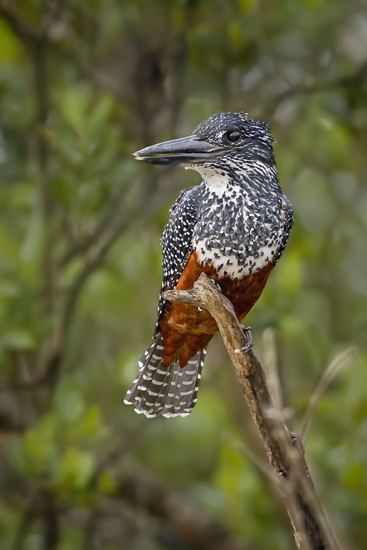 Giant Kingfisher (Megaceryle maxima)