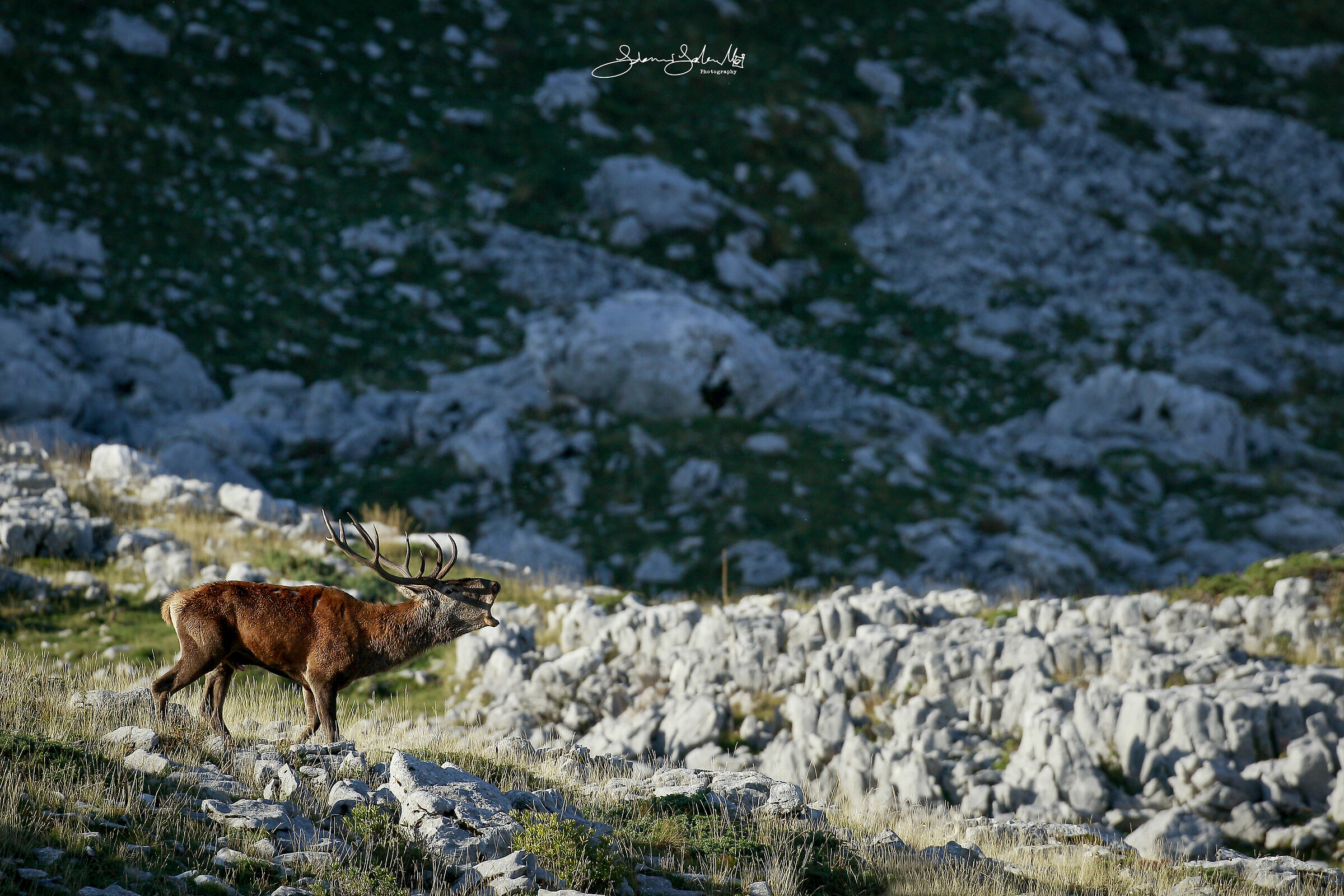 La Potenza del Bramito (Cervus elaphus, L., 1758)