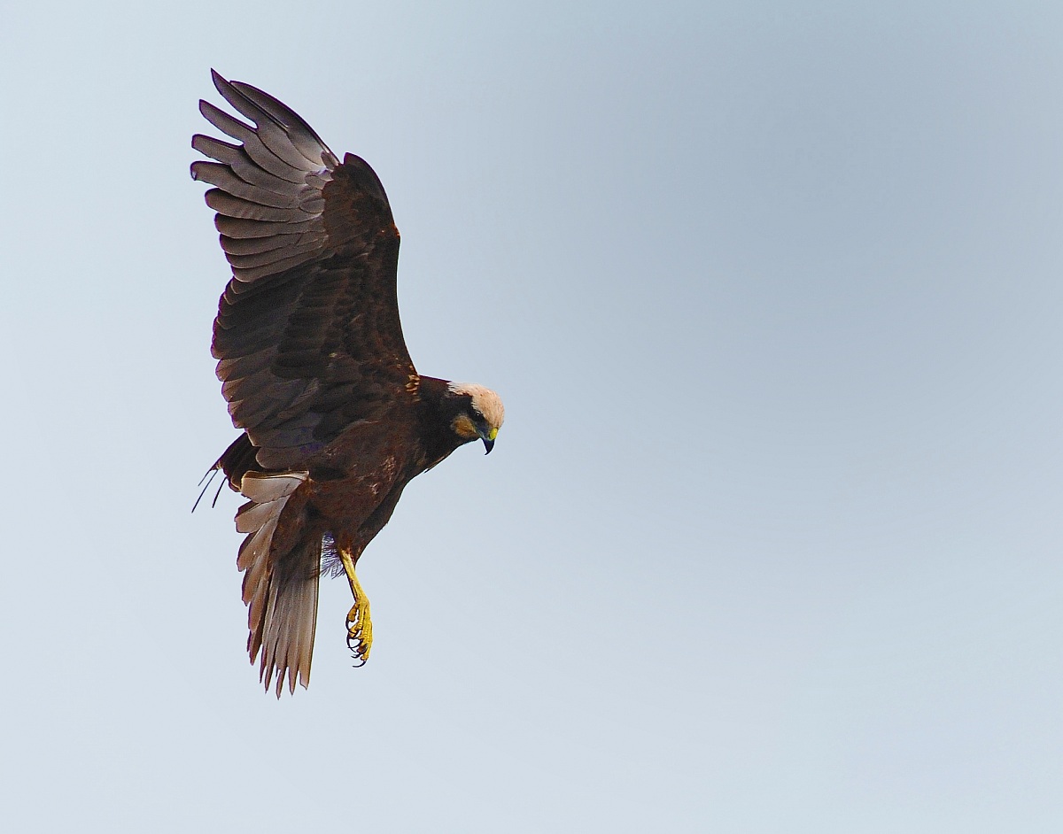 ...inquadrando la preda!!