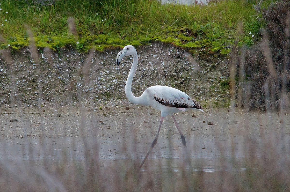 Thou wilt 'makes the American