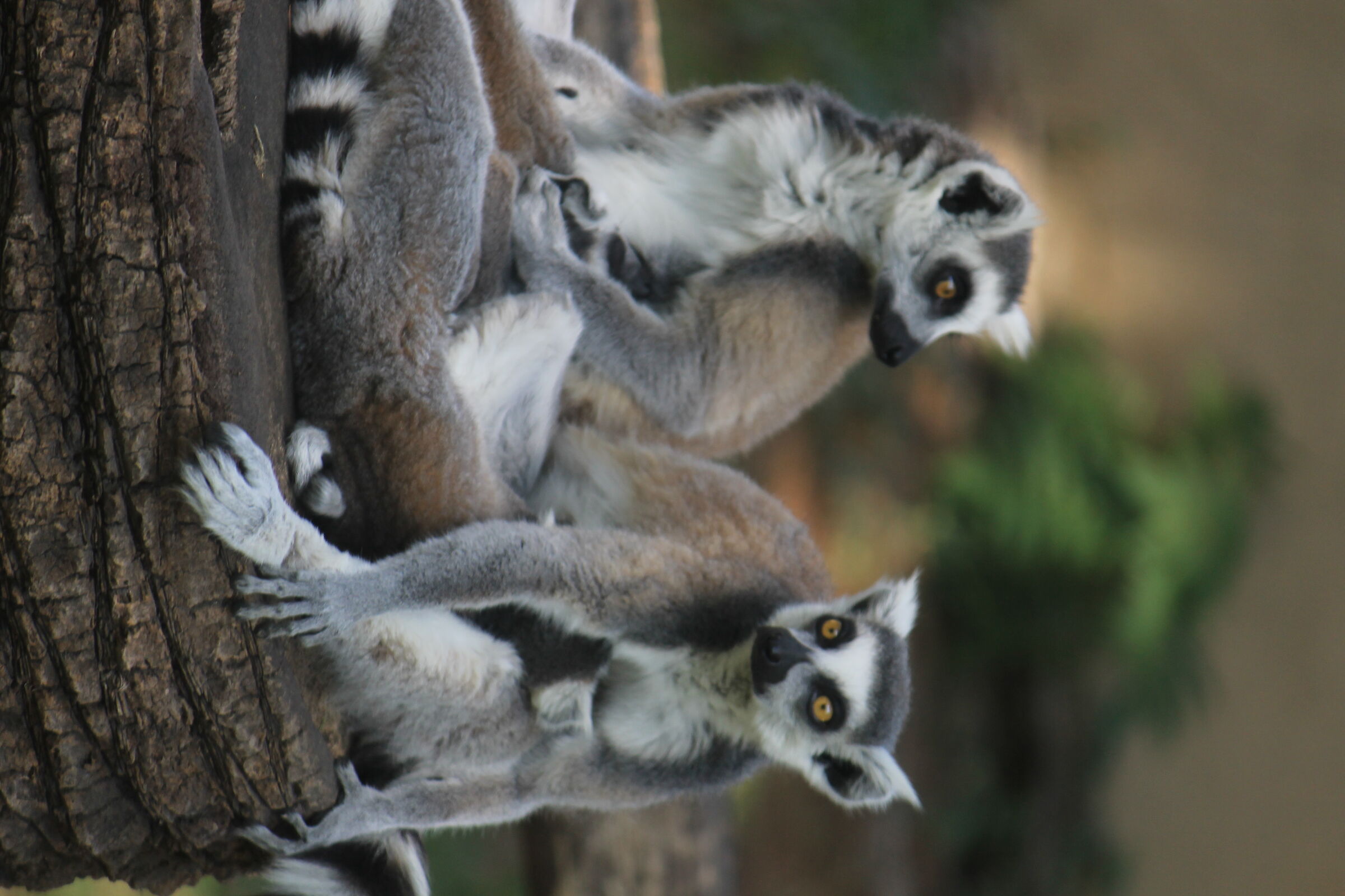 Lemurs