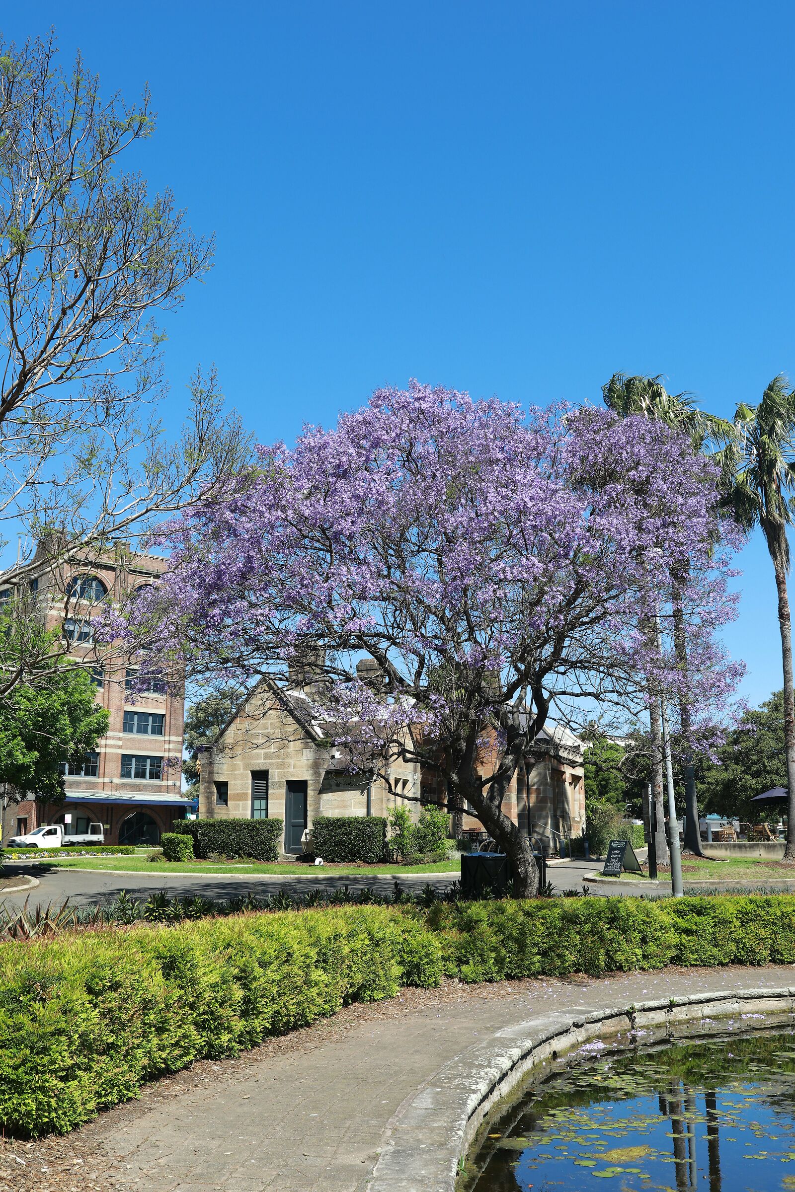 Stagione di Jacaranda