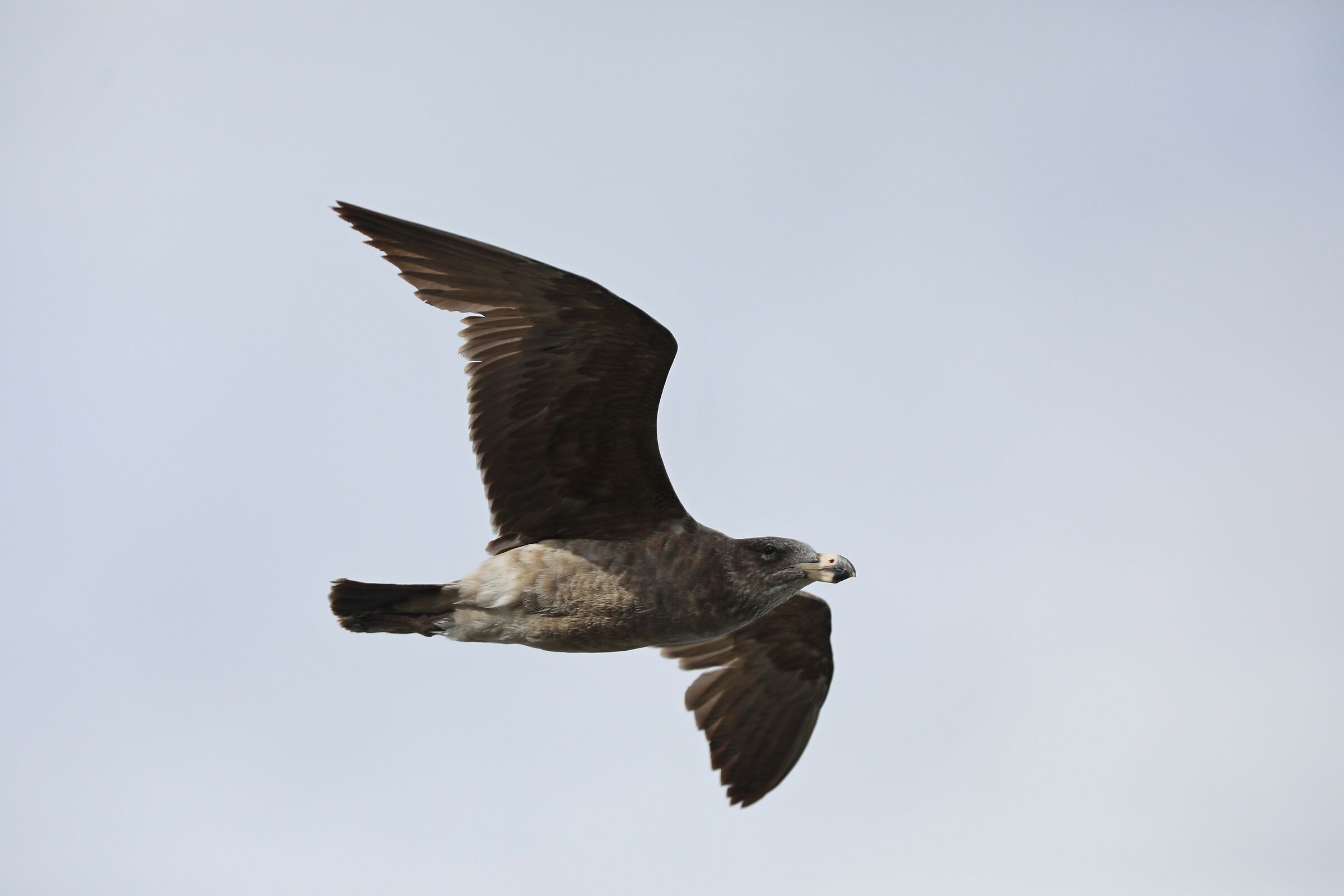 The Black-tailed Gull