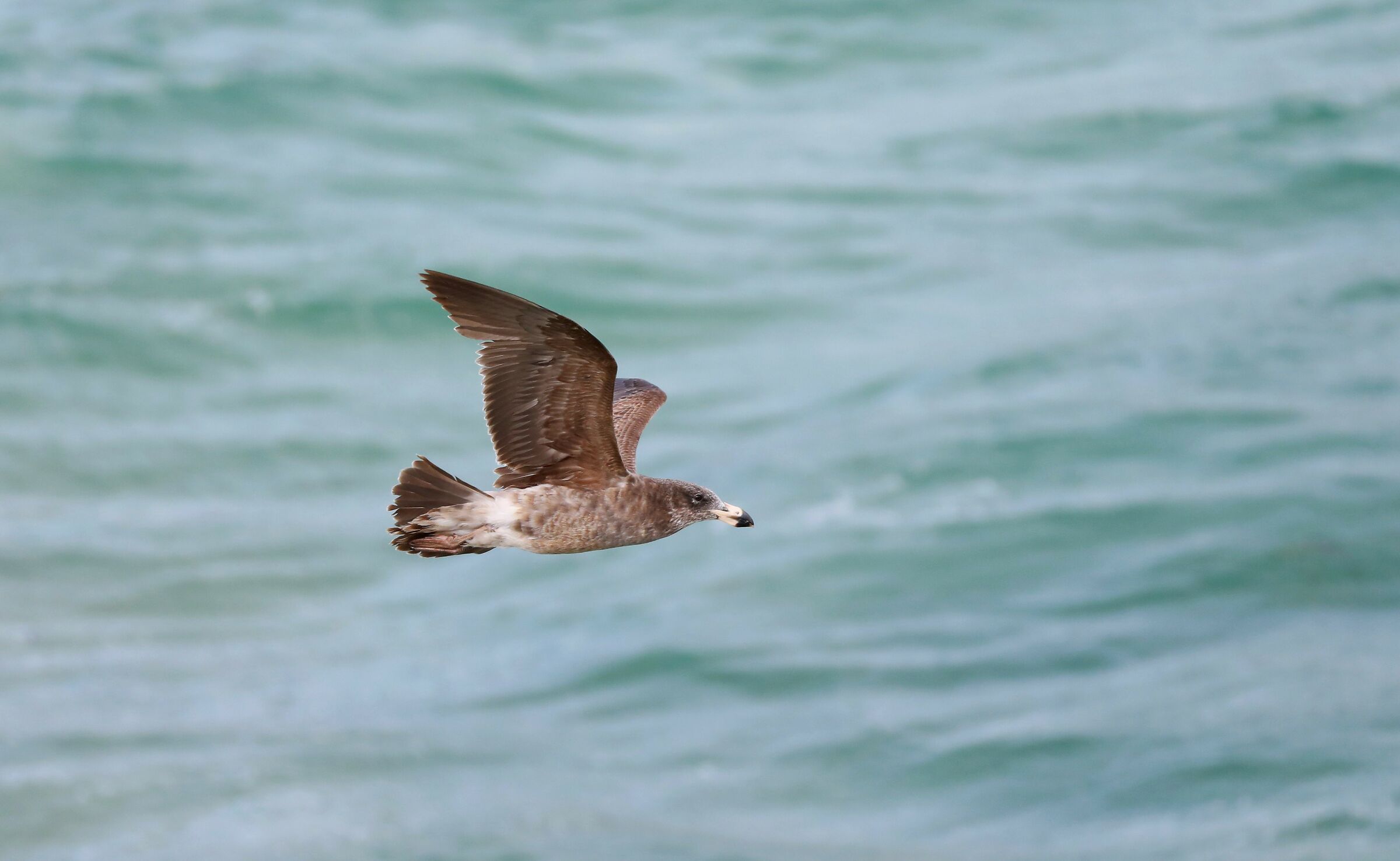The Black-tailed Gull