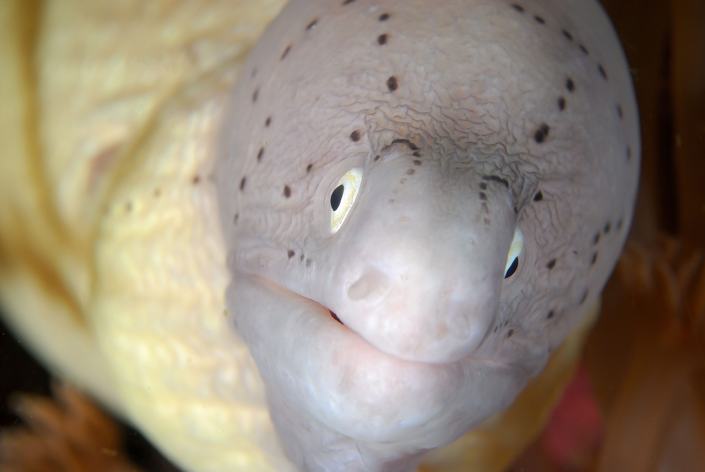 "Muppet" eel ?