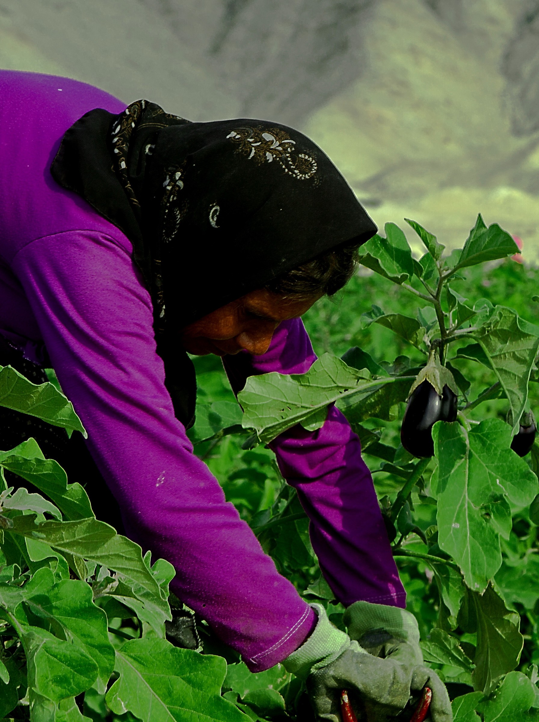 Bushehrian Woman farmeri