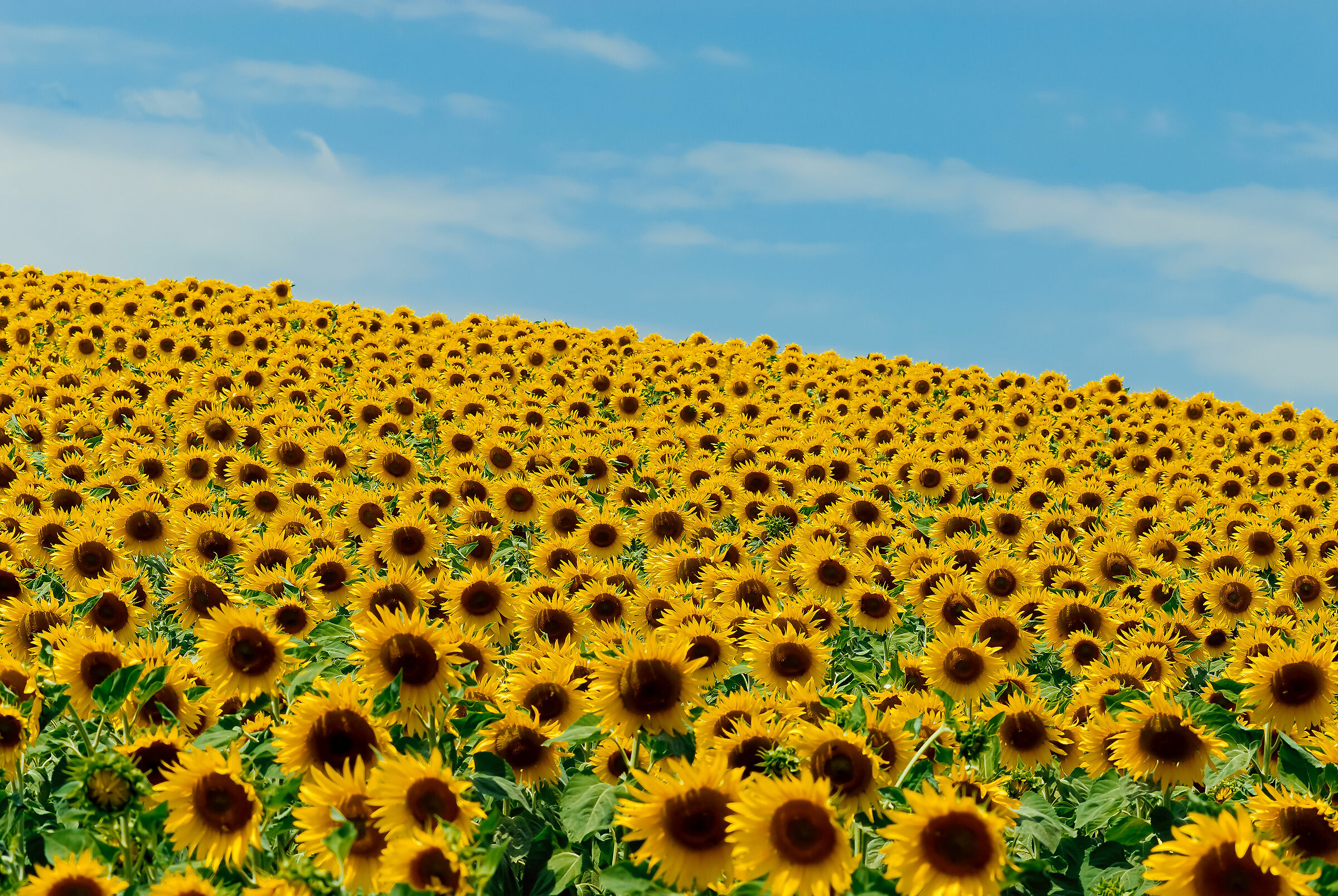 Sunflowers