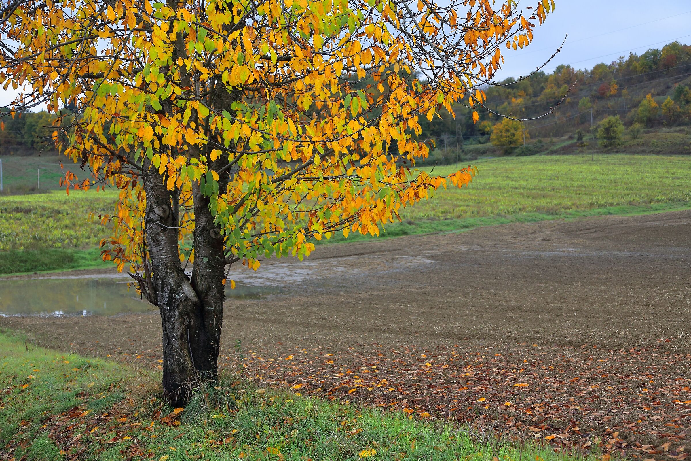 Autunno-ultime foglie del ciliegio