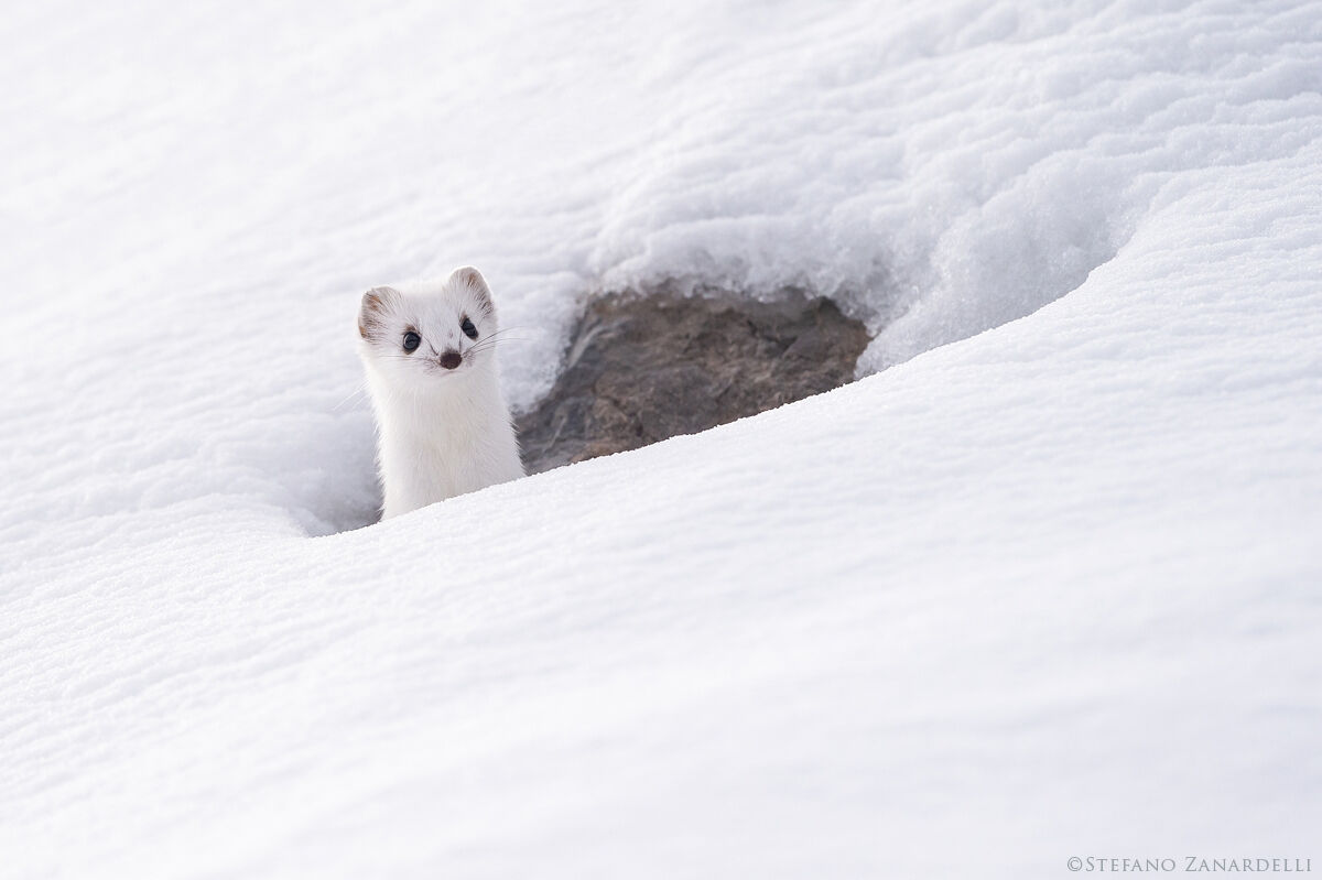 Ermine